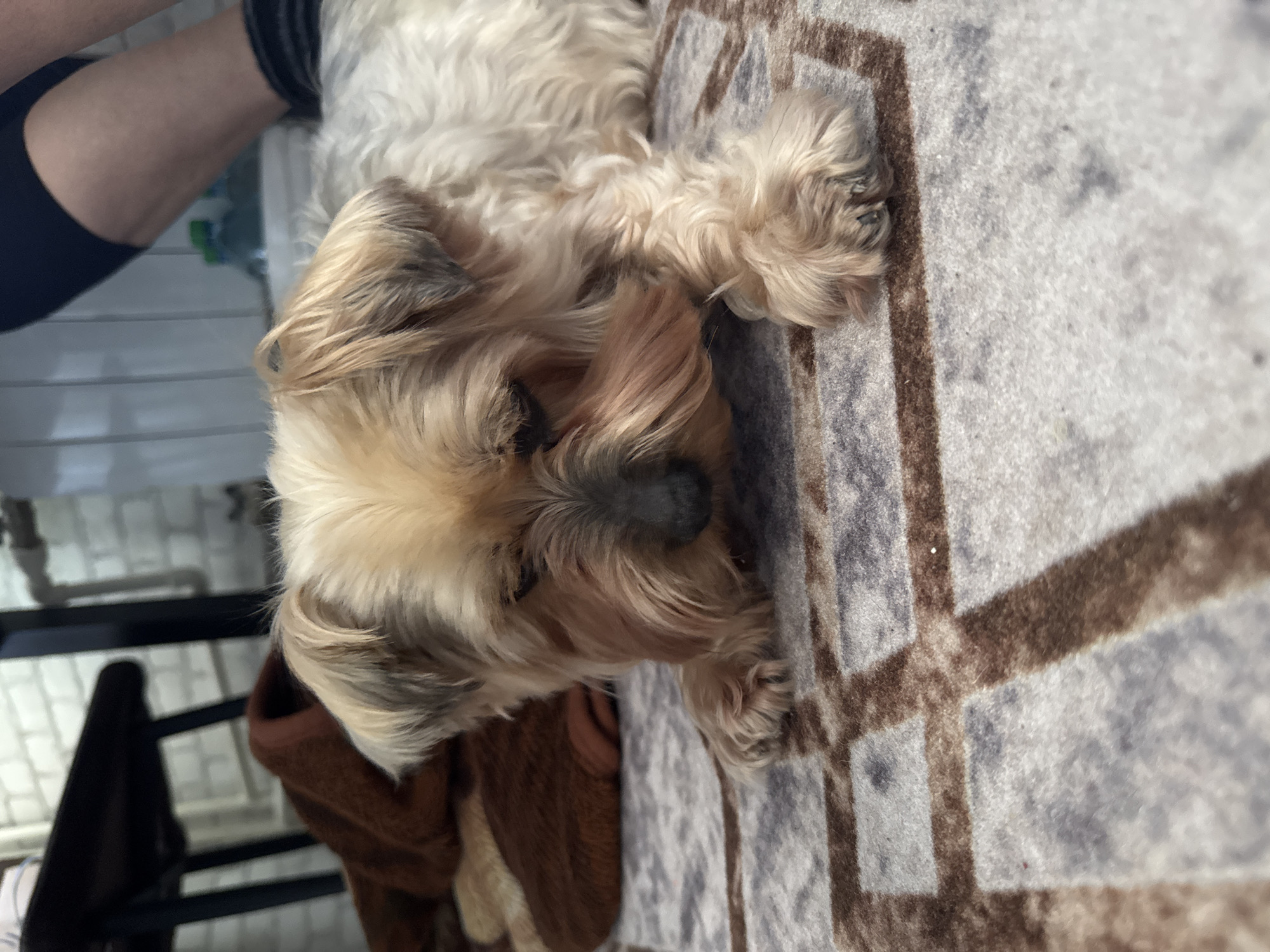 A medium-sized dog with tan and grey fur is lying on a patterned grey and brown rug. The dog is positioned in the lower-center of the frame. A human leg is visible in the upper-left corner. A brown fabric is next to the dog. The location is unknown as the image does not contain information to identify location. The image does not contain information to identify people, subjects, objects, actions, or interactions related to Dmitrov, Russia.