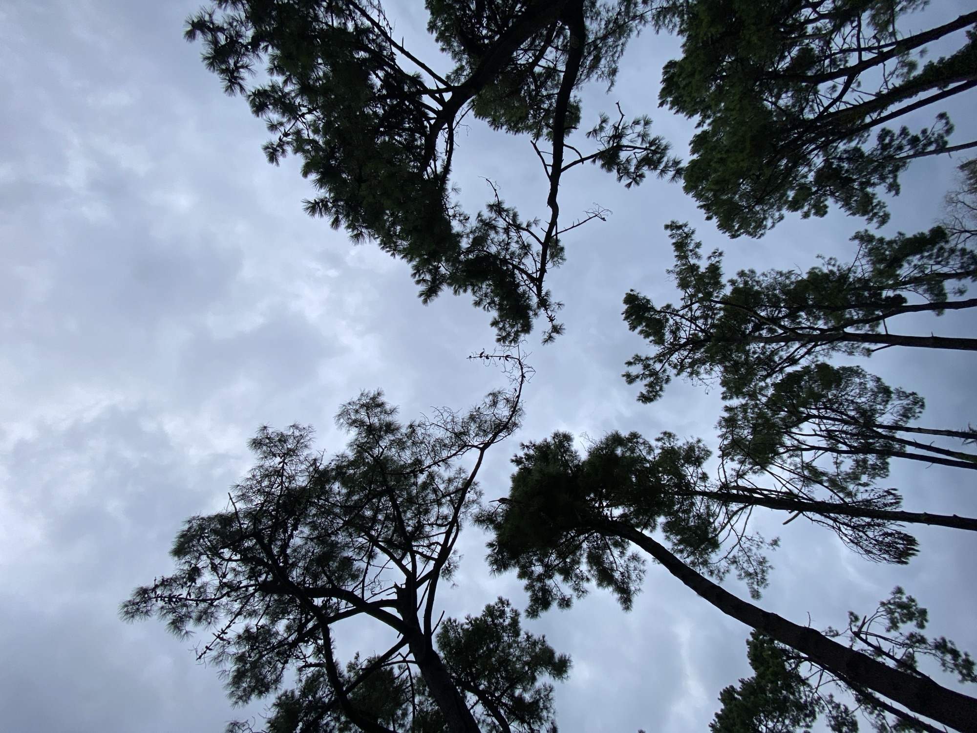 This is a low-angle shot of a stand of pine trees against a cloudy, overcast sky. The trees are silhouetted against the lighter sky, with their dark green needles and branches clearly visible. The sky is a uniform gray, with some lighter patches suggesting breaks in the clouds. The image appears to have been taken outdoors, in a forested area. The location is the city of Ureki, Georgia. There are no people or animals visible in the image. The scene is static and peaceful.