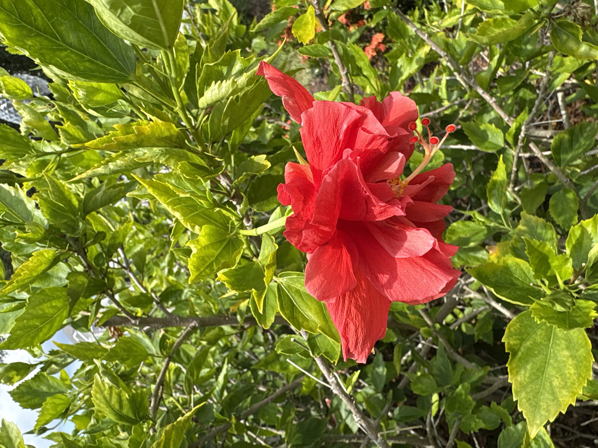 This is a close-up, eye-level shot of a vibrant red hibiscus flower in full bloom. The flower is the primary subject, positioned slightly off-center to the right, with its delicate petals unfurling. Its stamens, tipped with red anthers, are visible extending from the center of the bloom. The flower is surrounded by lush, green foliage of the hibiscus plant. Some of the leaves exhibit a slight yellowing, particularly along the edges, suggesting they may be older or have been exposed to more sunlight. The background consists of more of the plant's leaves and branches, with a hint of other red flowers in the upper right corner, suggesting a dense garden or shrubbery. The lighting suggests it is daytime, with sunlight illuminating the flower and leaves, creating shadows and highlighting the textures. There is no visible text in the image. The overall impression is one of natural beauty and the vibrancy of a sunny day, likely in a garden setting in Bradenton, Florida, given the context.