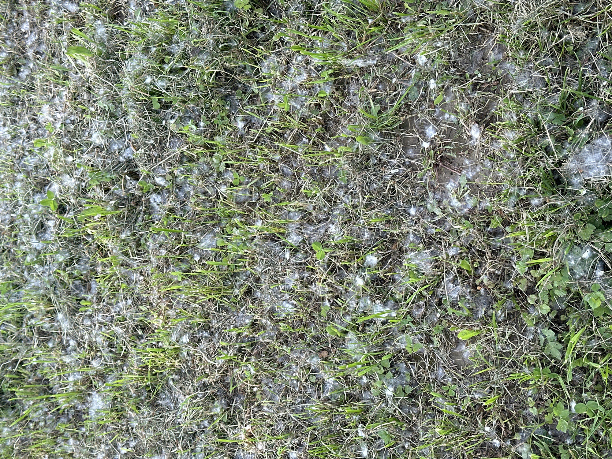 This media file presents a close-up, top-down view of a patch of ground in the City of Zagreb, Croatia. The scene is dominated by a mixture of green grass and a significant amount of white, fluffy material scattered across it.
The subjects visible are primarily plant matter. There are numerous blades of green grass, appearing fresh in some areas and slightly drier or yellower in others. Interspersed with the grass are small, broad-leafed green plants, possibly clover or other ground cover. The ground itself is partially visible, showing patches of soil and dried plant debris underneath the vegetation.
The most notable detail is the pervasive white, cotton-like fluff, which is spread densely over the grass and ground. This material appears light and airy, characteristic of plant seeds with pappus structures, such as those from poplar, willow trees, or dandelions, which are dispersed by wind. It collects in clumps and layers, creating a frosted or snowy appearance over the green and brown tones of the vegetation. There is no specific activity taking place; the image captures a static outdoor scene.
Notable details include natural daylight, suggesting it is daytime, but no specific time or weather conditions are evident from the image itself. No people, animals, or man-made objects are visible. There is no visible text. The image serves as a visual record of a common natural phenomenon that occurs during certain seasons in temperate climates, consistent with the location context of Zagreb, Croatia.