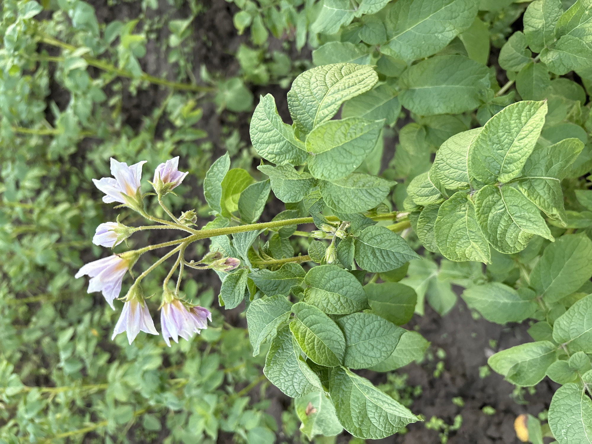 An overhead, medium shot captures a close-up of a flowering potato plant in a field. The plant's stem, with its vibrant green hue, extends upwards, adorned with clusters of delicate, pale purple and white flowers. The flowers are star-shaped with prominent yellow stamens, and some are partially closed, hinting at their delicate nature. The leaves of the plant are broad, deeply veined, and a rich shade of green, with a textured surface. Surrounding the central plant are other potato plants, their foliage creating a dense green carpet that recedes into the background, appearing slightly out of focus. The soil beneath the plants is dark and appears moist, suggesting a cultivated field. The overall impression is one of lush growth and natural beauty. The location is Vidzaŭski sel'ski Savet, Belarus.