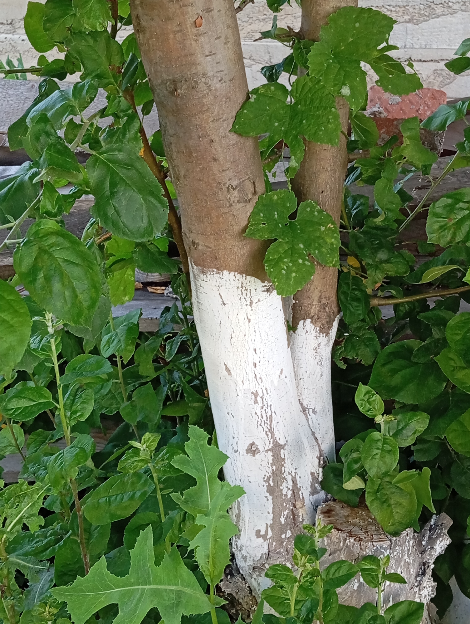 The image shows a close-up view of a tree trunk, partially painted white, with lush green foliage surrounding it. The tree appears to be in an outdoor setting, possibly a garden or yard, with a wooden fence and a brick wall visible in the background. The leaves are varied in shape and size, some with serrated edges, and a few have light-colored speckles. The white paint on the tree trunk is peeling and weathered, revealing the natural bark underneath. There are no people or animals visible in the image. The overall impression is one of natural growth and a somewhat rustic environment. The scene is described as being in Orenburg, Russia.
