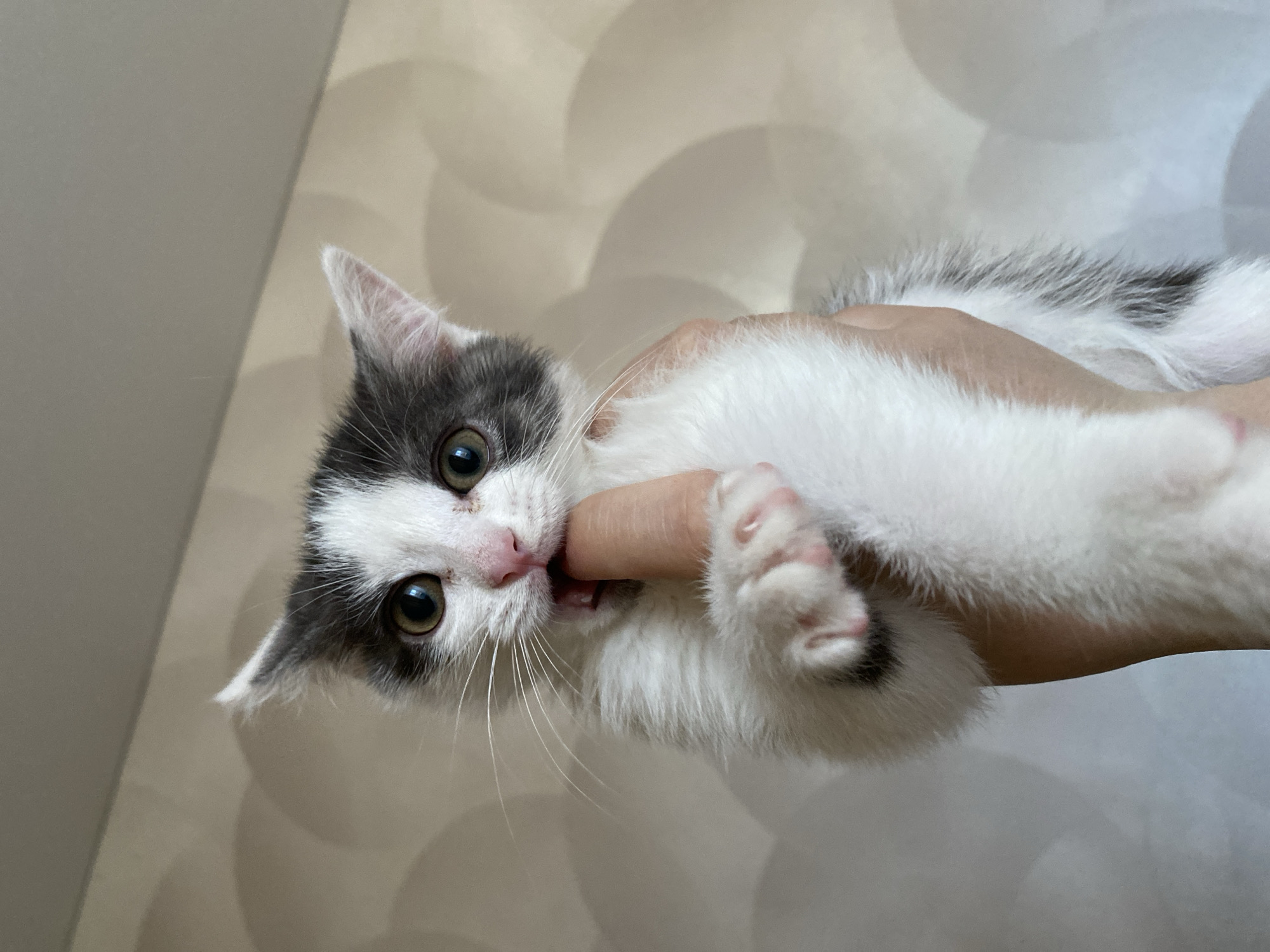 A kitten with gray and white fur is held in a person's hand. The kitten is biting the person's finger. The background is a blurry light beige wall. The location is not provided and cannot be determined from the image.