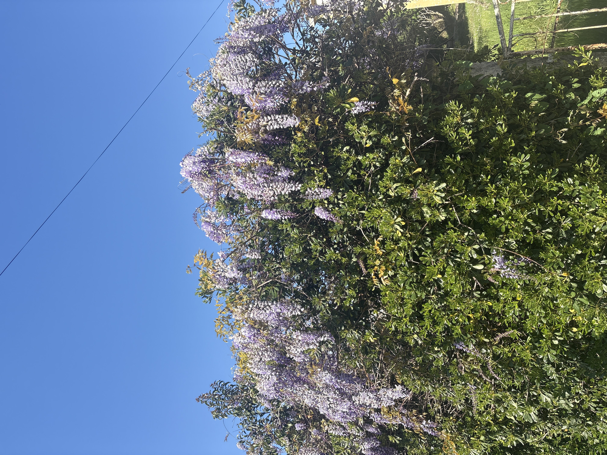 A low-angle, rotated view shows a mass of purple wisteria flowers cascading down a green leafy bush against a clear blue sky with a powerline running diagonally across the upper left. The green bush appears to grow alongside a light-colored wooden fence, and blurred grass can be seen on the other side of the fence. The image location could be in Bar, Montenegro, given the user's request.
