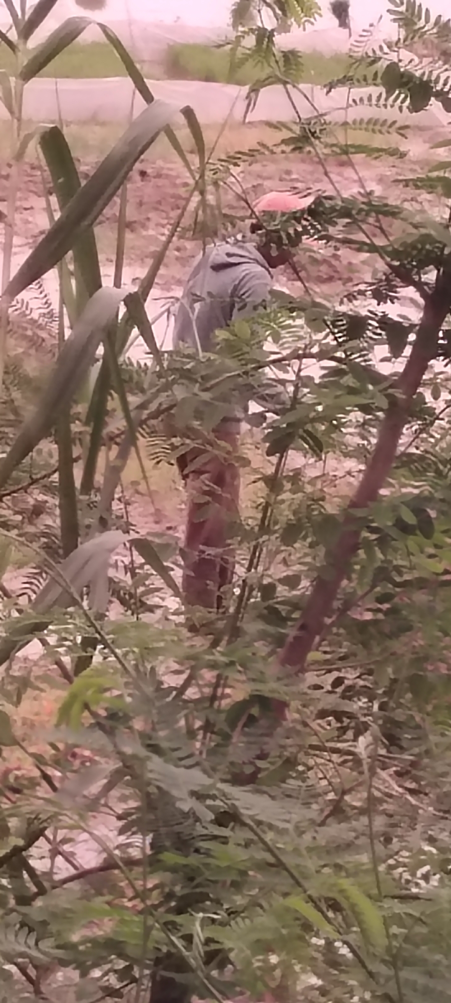 The image shows a person bent over amongst vegetation. The person is wearing a light-colored hooded sweatshirt and patterned pants. The background appears to be a dirt area with some lighter-colored structures and netting. The vegetation is dense and includes leafy plants and what appear to be tall stalks of sugarcane. The overall lighting suggests it is daytime. The location is specified as Aluegunto, Indonesia.