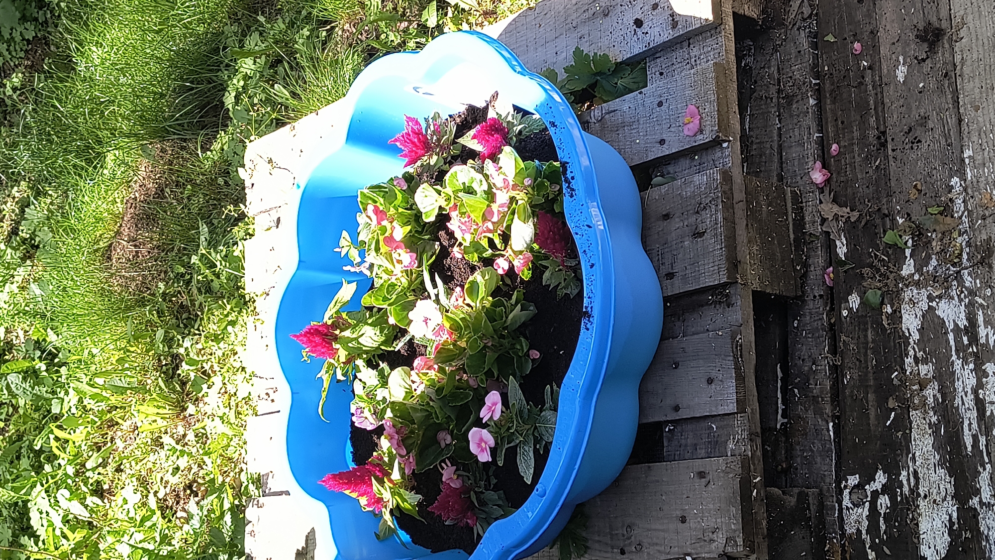 A bright blue plastic container filled with dark soil and various small flowering plants is positioned on top of weathered wooden planks outdoors. The plants display a mix of pink and reddish-pink blossoms, with lush green foliage. The surrounding environment appears to be a garden area, with dappled sunlight illuminating the scene and green grass visible in the background. The wooden planks show signs of age and wear. There are no people visible in the image. This scene is located in the city of Dramsha, Bulgaria.