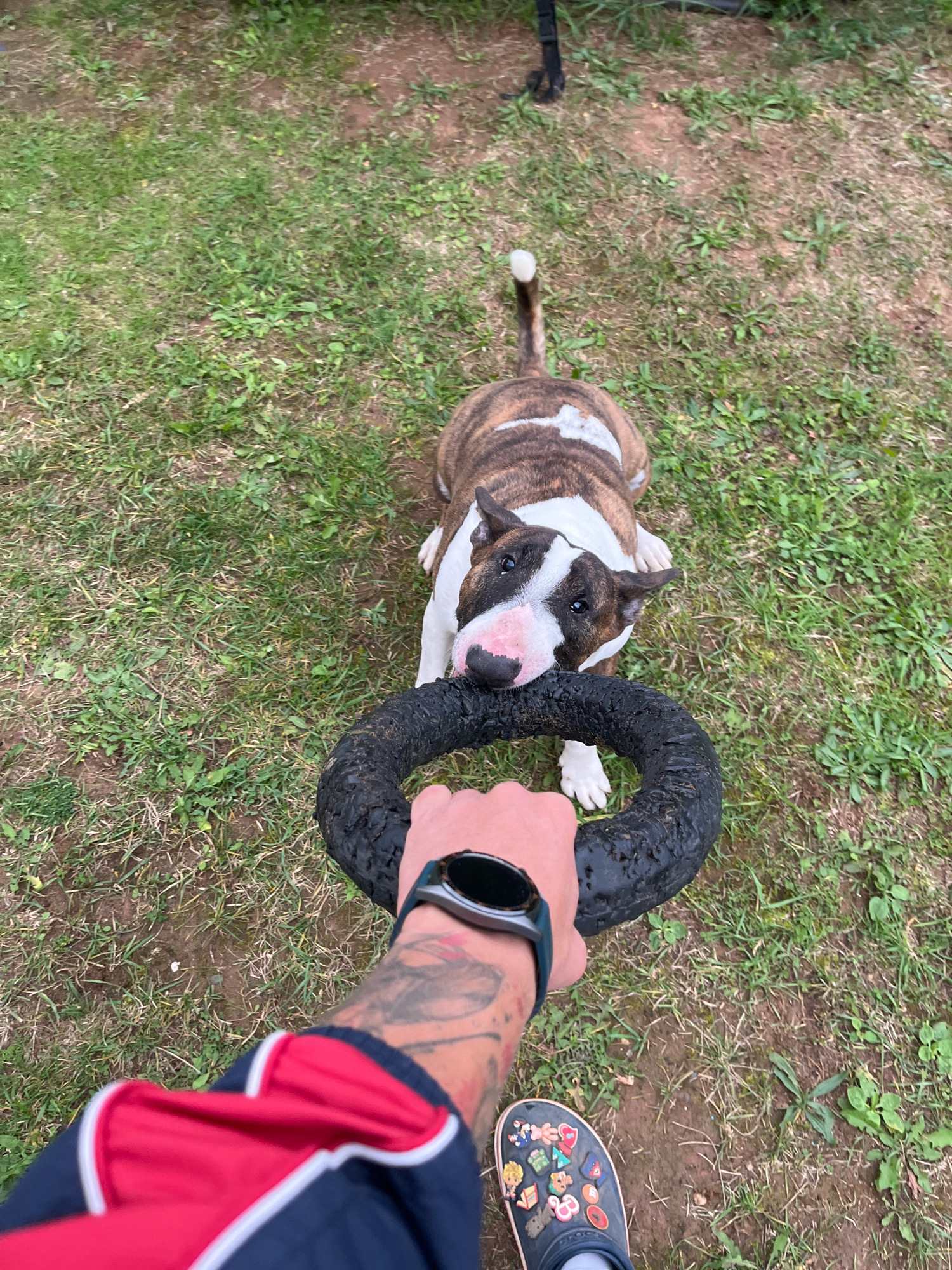 A brindle and white Bull Terrier is on a grassy area with its head through a black ring toy. The toy is being held by a person whose arm and hand are visible in the foreground, wearing a red and blue jacket and a smartwatch. The dog's snout is touching the toy. The ground is covered in green grass and dirt. There is no indication of the image being taken in Chaikovsky, Russia.