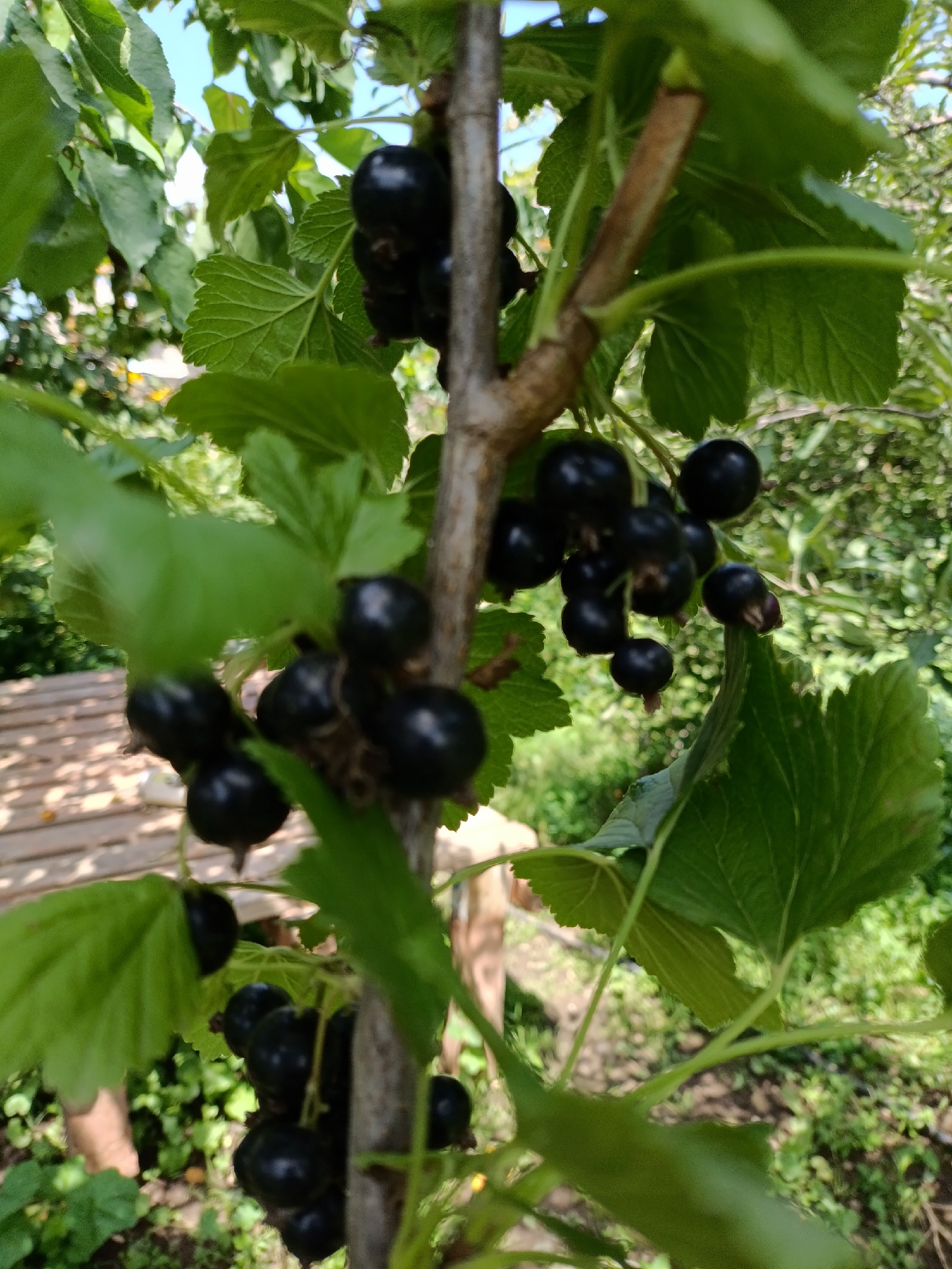 The image shows a close-up of a black currant bush with ripe berries in Kyzyl-Suu, Kyrgyzstan. The berries are dark purple and clustered on thin stems, surrounded by green leaves. The bush is growing outdoors, with a blurred background of more greenery and what appears to be a wooden structure. The sunlight casts natural shadows, highlighting the texture of the leaves and berries. No people are visible in the frame.