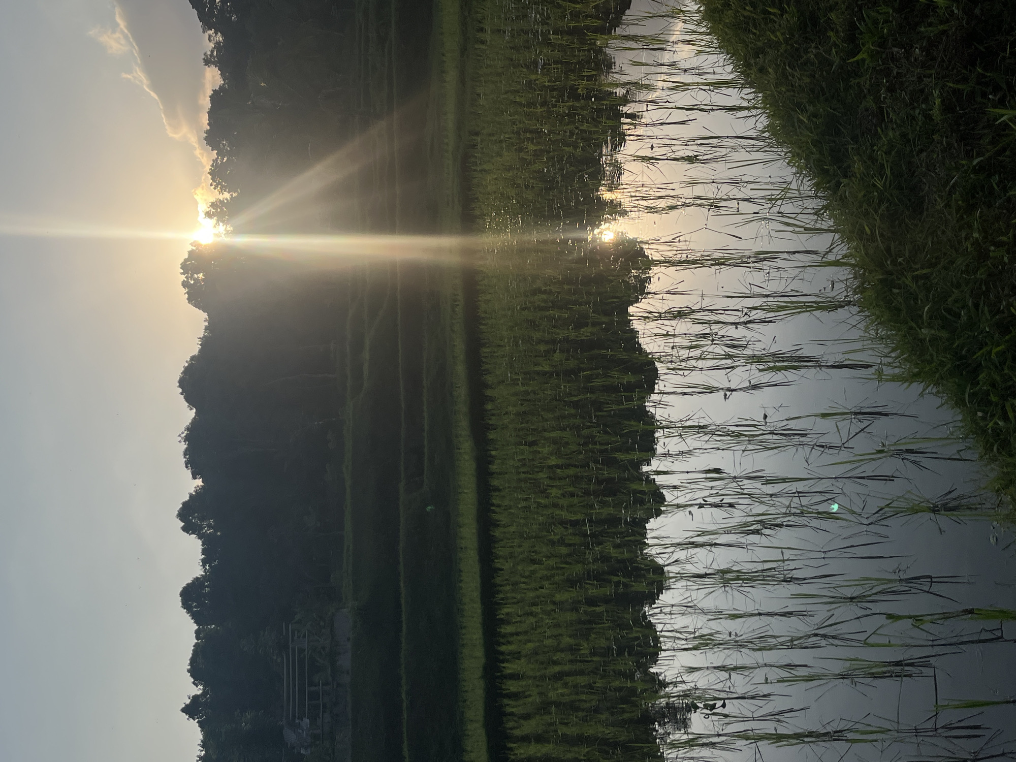 The image depicts a serene rice paddy field at sunrise, with the sun's rays breaking through the clouds and casting a warm glow across the landscape. The lush green rice stalks are neatly planted in rows, their reflections shimmering in the calm water. In the background, a dense forest creates a natural backdrop, with hints of traditional architecture visible amidst the trees. The scene evokes a sense of tranquility and natural beauty, characteristic of the Tetebatu region in Indonesia.