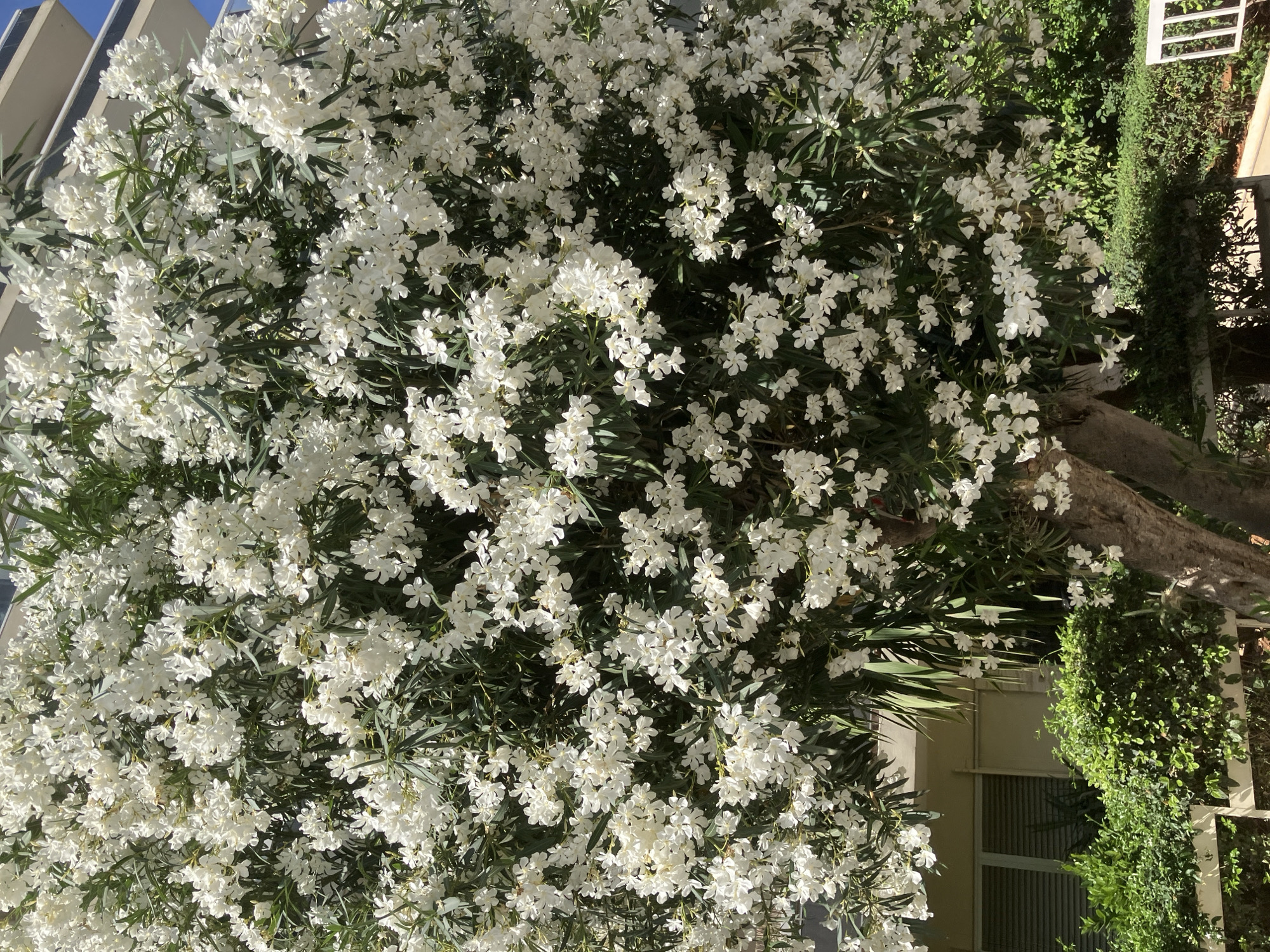 This is a close-up, vertical-format, outdoor shot of a large bush or small tree with abundant white flowers. The flowers are small and numerous, with delicate petals. They are clustered together on long stems, creating a dense display of white. Interspersed among the flowers are long, narrow green leaves. The foliage is thick and obscures much of the underlying branches and trunk, though a portion of a textured, greyish-brown tree trunk is visible on the right side of the frame.
In the upper left corner, a portion of a building's exterior is visible. It appears to be a light-colored, possibly beige or cream, structure with angled, slat-like architectural features. A sliver of bright blue sky is visible between these architectural elements. To the right of the tree trunk, there is a densely green, manicured hedge or vine. A window with horizontal blinds is partially visible behind the foliage on the right side of the image.
The lighting suggests it is daytime, likely morning or afternoon, with sunlight casting shadows and highlighting the textures of the flowers, leaves, and tree trunk. The overall impression is one of vibrant, natural beauty, suggesting a warm and sunny environment. There is no visible text in the image. The scene appears to be a residential or public garden space, perhaps a courtyard or patio.