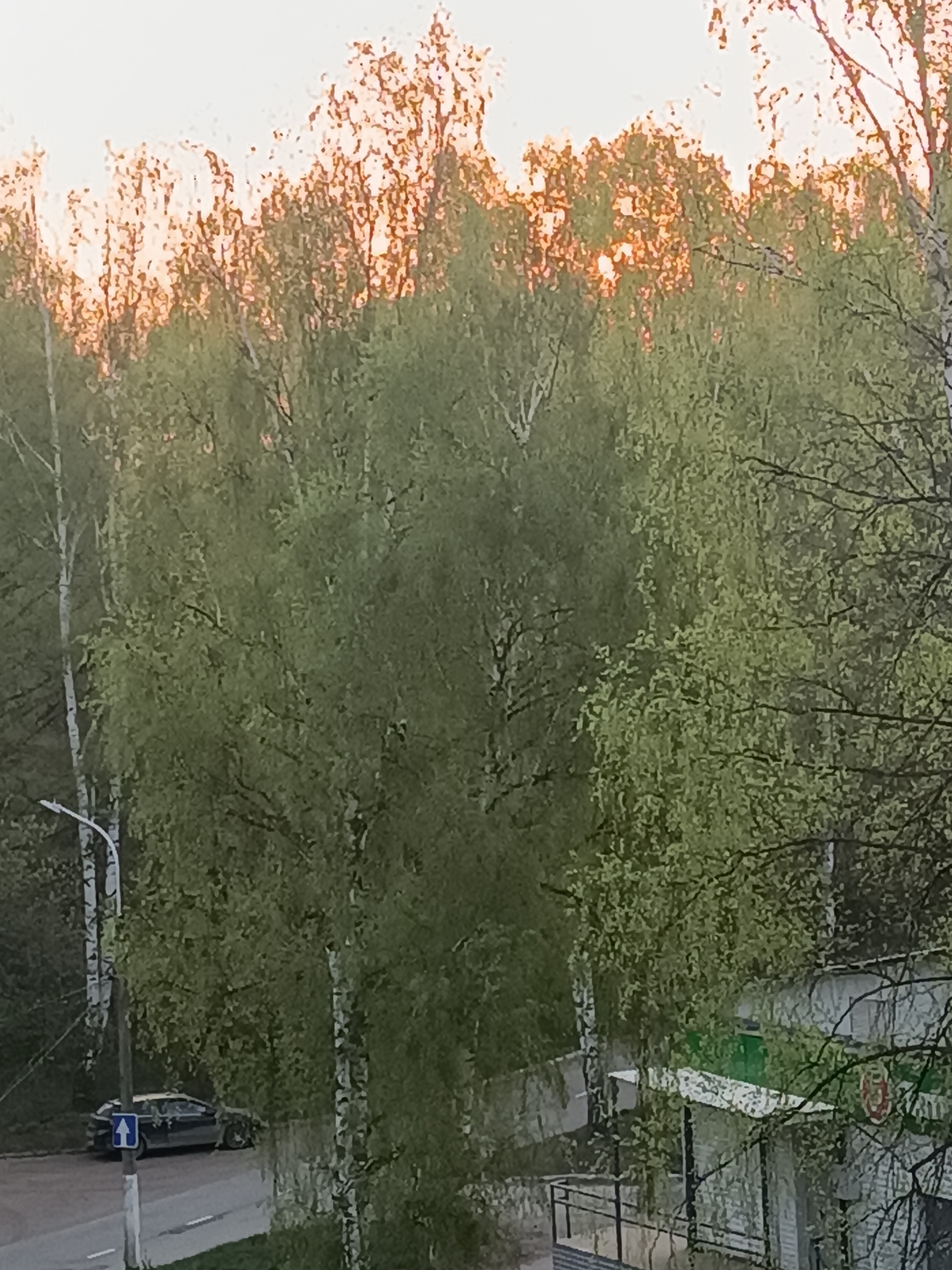 The image shows a view overlooking trees, a road, a building, and a car in Chaikovsky, Russia. The trees are predominantly green with the sun appearing to shine through them in the background. A light pole stands next to the road with a directional arrow sign. A dark-colored car is parked on the side of the road. A building with a white and green roof, and a balcony with black railings is partially visible. The sky is light colored, suggesting either sunrise or sunset.