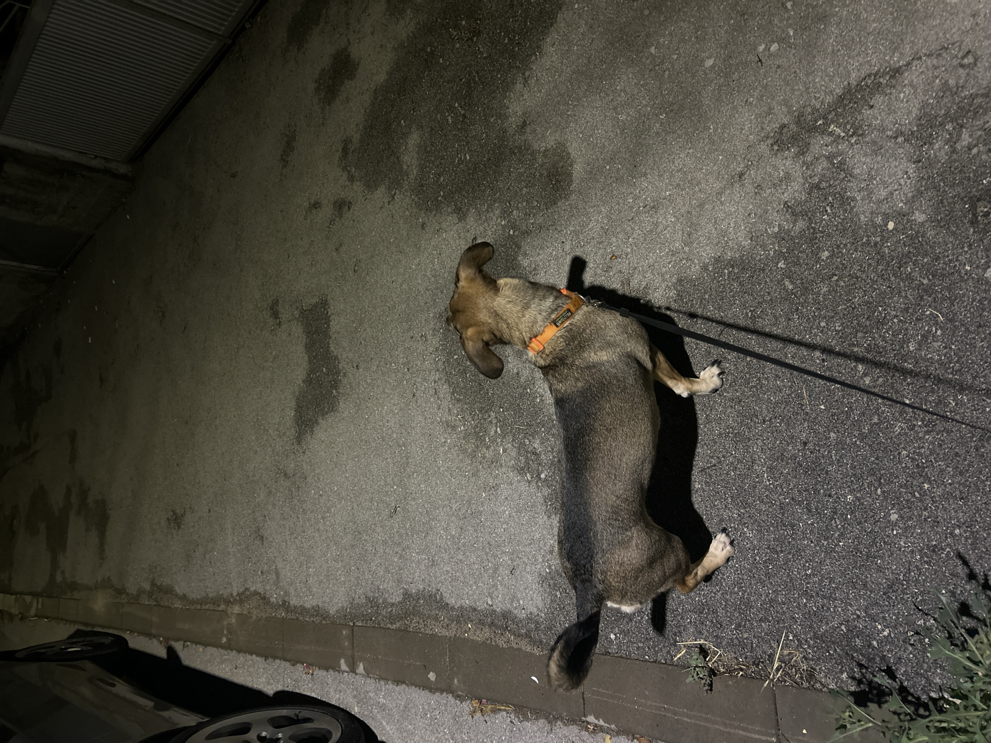 In an outdoor, urban environment at night, a medium-sized dog with brown and black fur is walking on a paved asphalt surface. The dog is on a leash and wears an orange collar. To the left of the dog, a portion of a car is visible, with its wheels on the asphalt. The background features a textured metal gate and a wall. The ground appears wet in patches, suggesting recent rain or moisture. The lighting is dim, typical of nighttime conditions. The scene depicts a dog being walked on a city street after dark.