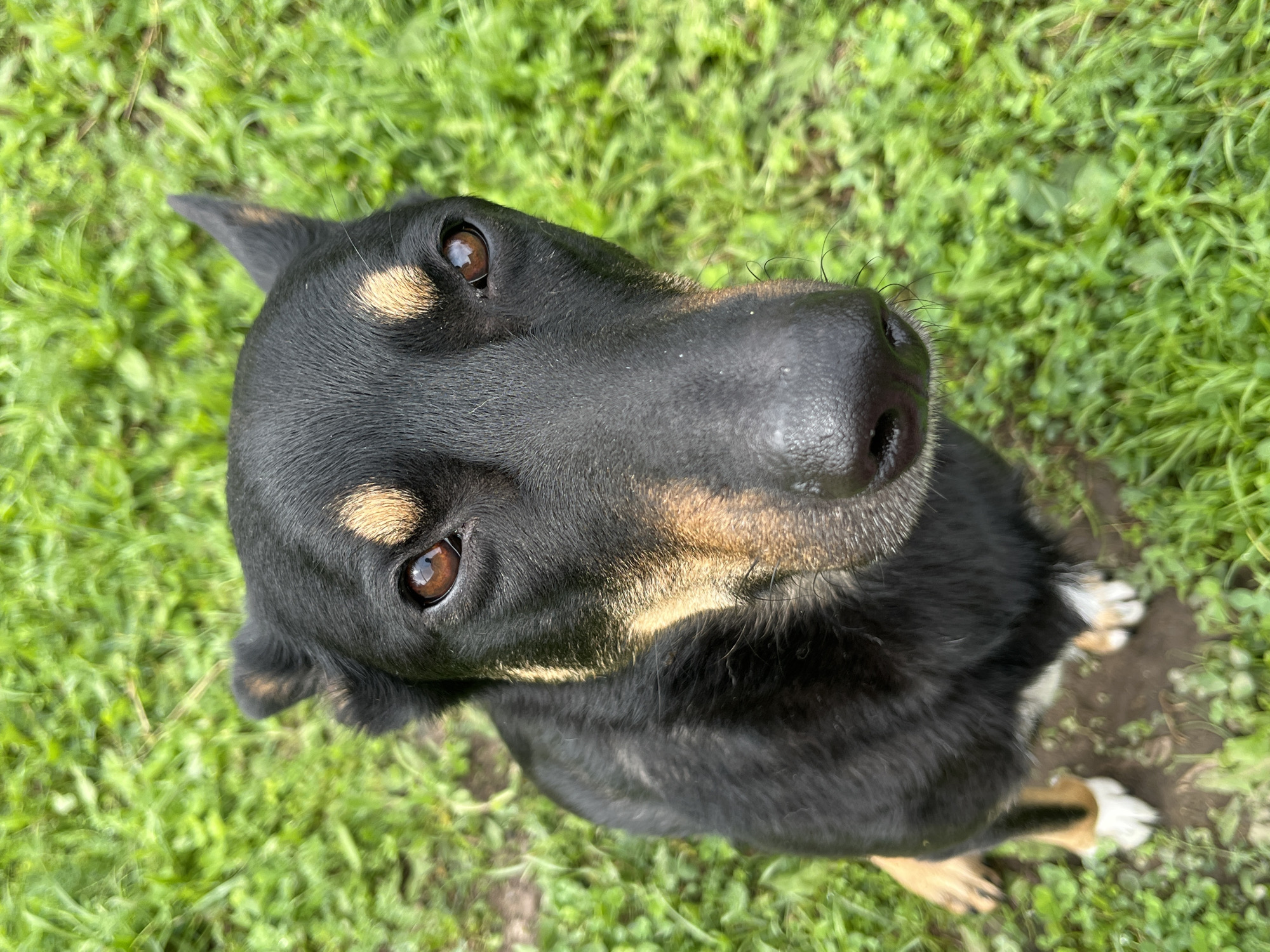 An overhead, medium shot captures a black and tan dog sitting in a patch of green grass. The dog's head is tilted slightly upwards, and it is looking directly at the camera. Its fur is predominantly black, with distinct tan markings above its eyes, on its cheeks, and on its legs. The dog has dark brown eyes and a wet, black nose. The grass appears lush and somewhat uneven, with patches of bare earth visible. The overall scene suggests an outdoor setting, likely a park or a backyard. The provided context indicates the location is Nizhny Tagil, Russia.