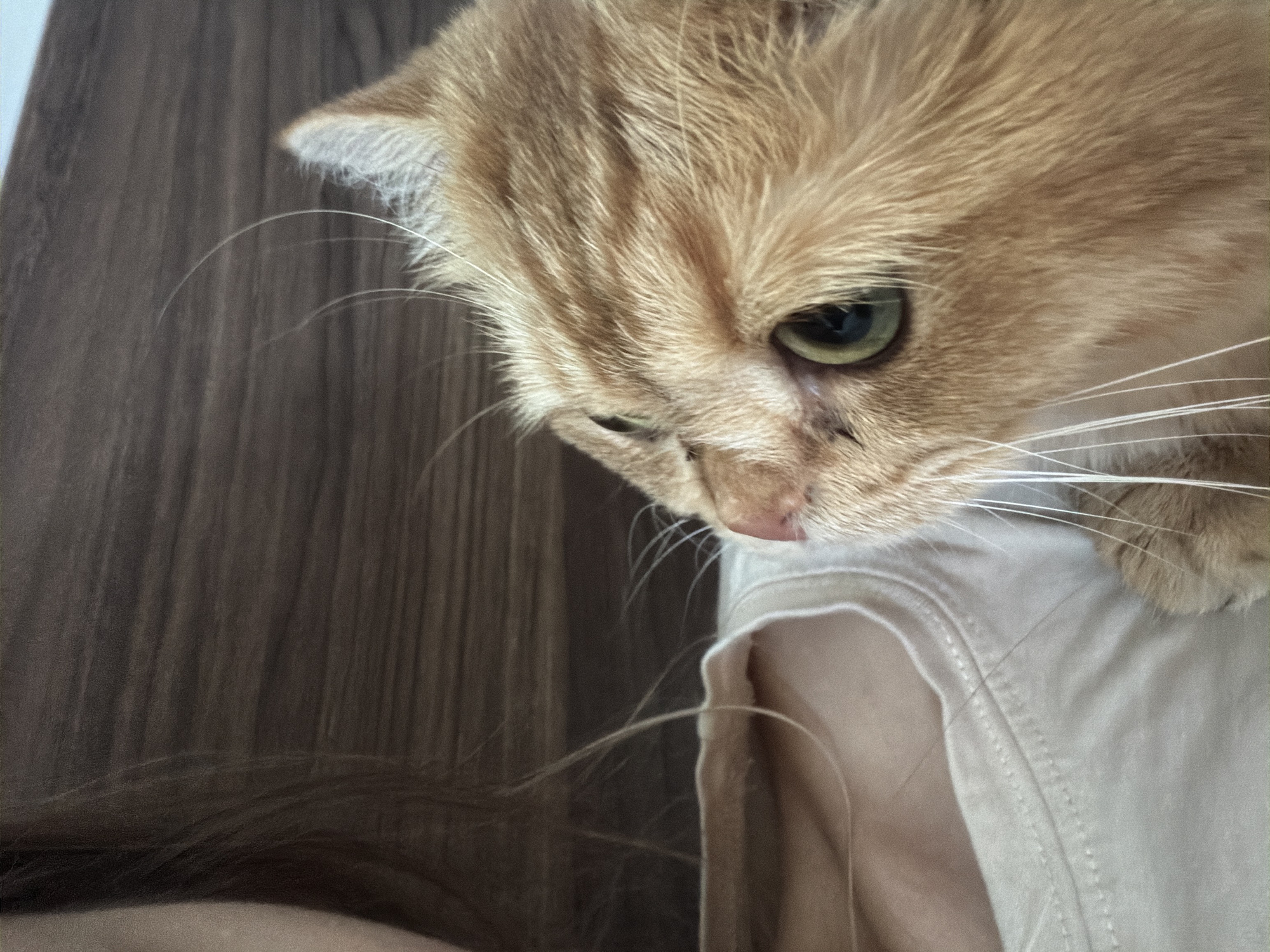The image is a close-up shot of an orange tabby cat nuzzling into the shoulder of a person. The cat's face is in focus, with its green eyes looking to the side. The person is wearing a light-colored t-shirt. The background is a dark, wooden surface, likely a piece of furniture or wall paneling. The scene appears to be indoors, in a residential setting. There is no identifiable information within the image to suggest a specific location in the city of Đà Nẵng, Vietnam.