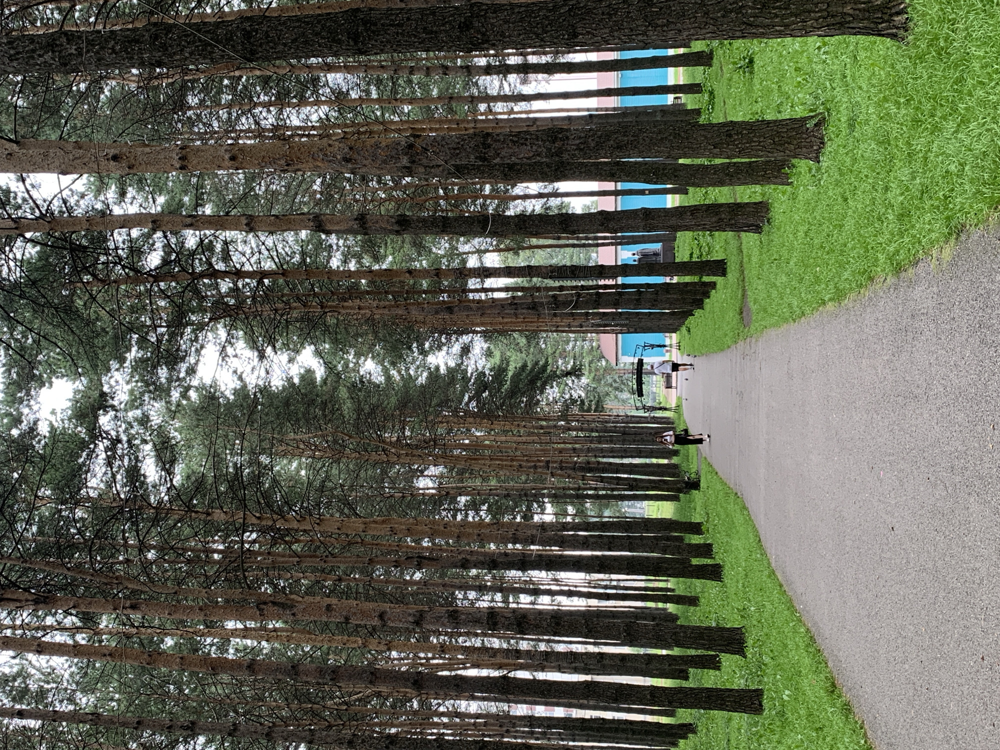 The image depicts a park path lined with tall pine trees. The path is paved and curves slightly to the right, with lush green grass on either side. Two individuals are walking on the path; one is in the foreground walking away from the camera, while another is further down the path walking towards the camera. In the background, there is a bright blue building with a red roof. The sky is overcast. The scene is likely the "Green Island" park in Prokopyevsk, Russia, known for its pine tree alleys.