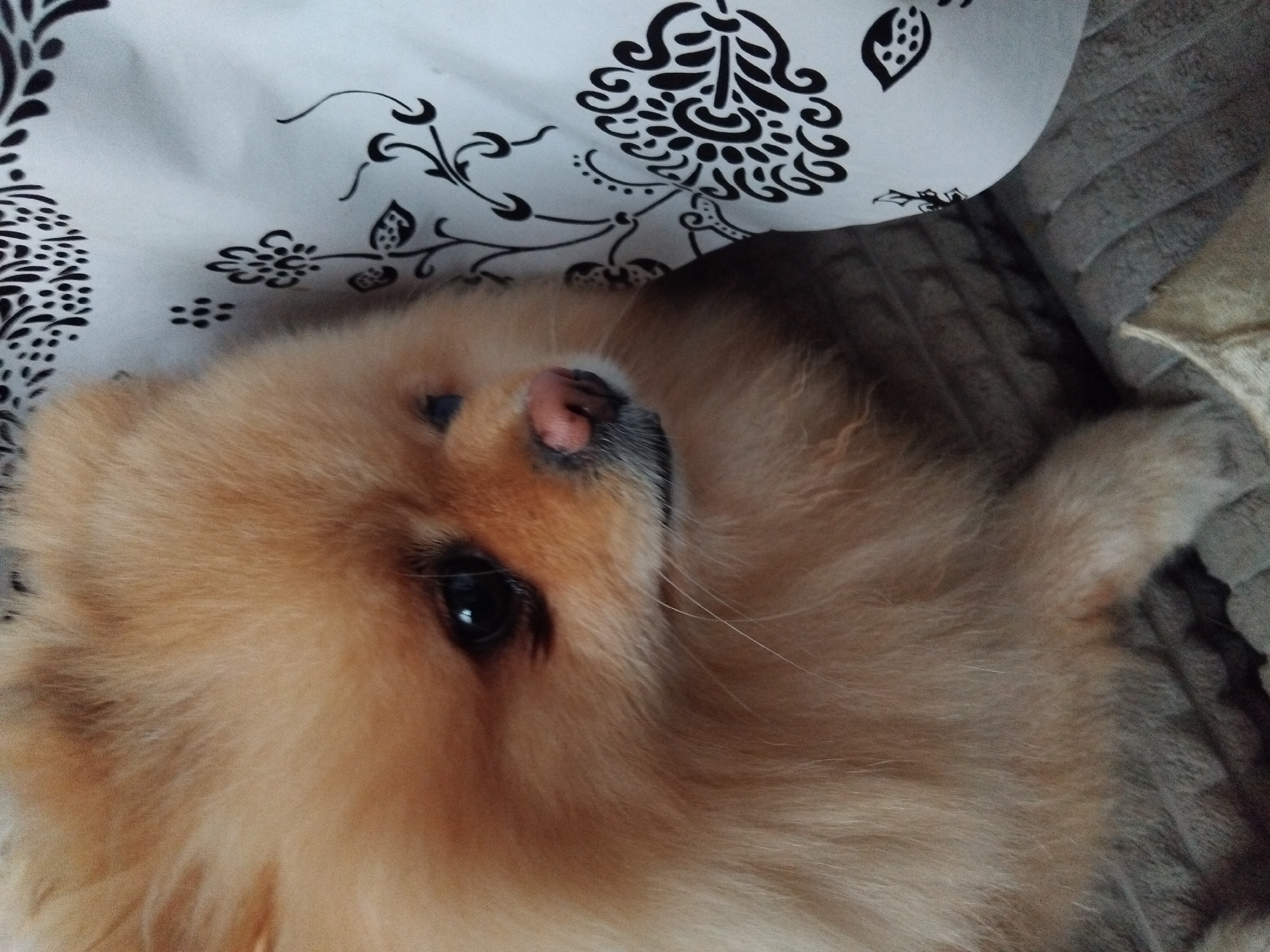 The image shows a close-up of a Pomeranian dog with light brown fur, resting on a textured surface that appears to be a sofa or cushion. The dog's face is turned to the left, with its right eye visible and dark. To the right of the dog is a white surface with a black floral pattern, possibly a pillow or fabric. There are no people or signs of human activity depicted in the image. The image does not contain any information that would indicate its location in Apriltsi, Bulgaria.