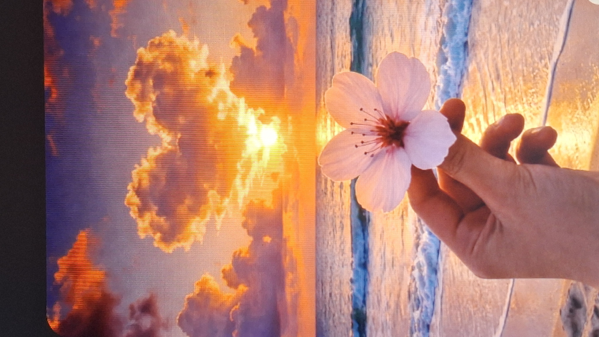 The media file is a photograph of a screen, evidenced by the visible horizontal scan lines and pixelation. It captures a vibrant sunset beach scene with a human hand holding a delicate flower.
The setting is a picturesque coastal landscape during sunset. The sky, occupying the left half of the image, is filled with dramatic clouds illuminated in brilliant shades of orange, gold, and purple. The sun, a bright golden orb, is visible through the clouds, casting an intense glow across the sky. Below the horizon, the ocean features gentle waves breaking on the shore, reflecting the warm hues of the sunset. The water closer to the beach shows clear blue and white foam, indicating a shallow coastline.
In the foreground, on the right side of the image, a human hand is holding a single, light pink, five-petaled flower. The flower appears to be a cherry blossom or similar, with a darker pink center and fine stamens. The hand is gently cupped, presenting the flower against the breathtaking backdrop of the sunset and ocean.
The time of day is clearly sunset, creating a warm, golden, and tranquil atmosphere. No specific weather conditions other than clear skies with clouds are indicated. The image itself depicts a beach and ocean, which contradicts the landlocked nature of Gyumri, Armenia, the provided location context. No visible text is present in the image.