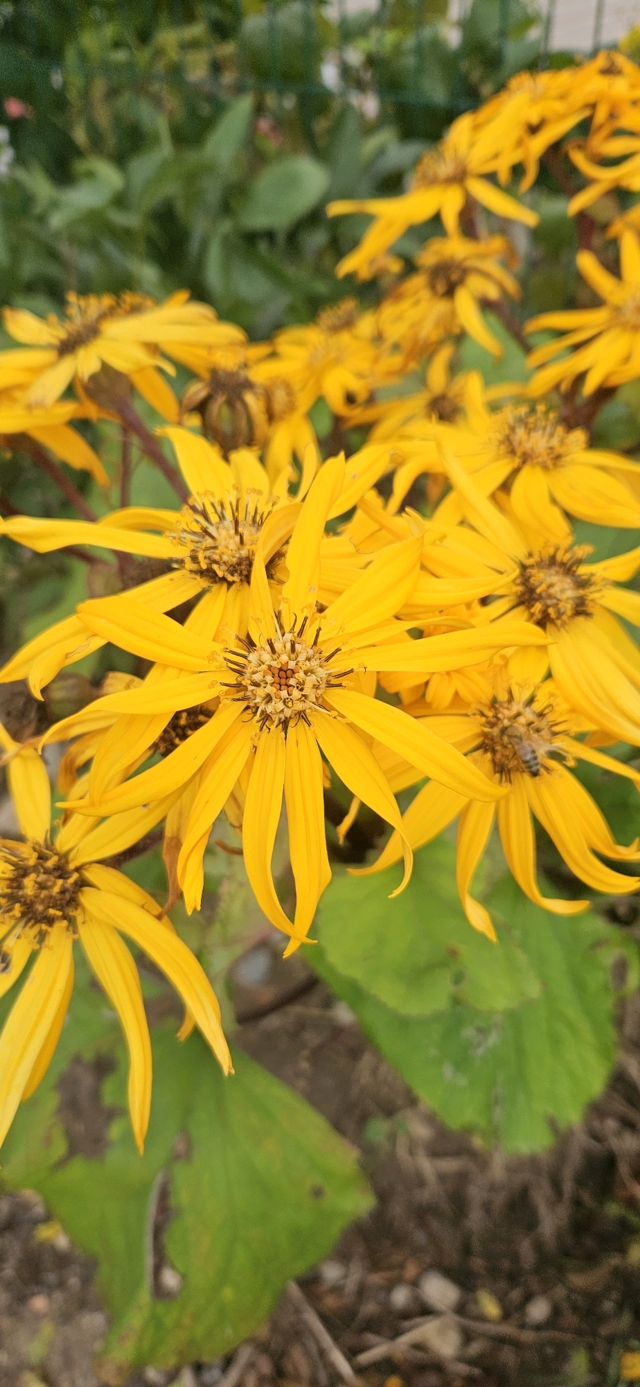 A close-up, vertical shot shows a cluster of bright yellow flowers with thin, pointed petals and dark centers. The flowers are in various stages of bloom, with some appearing fully open and others still somewhat closed. The petals are slightly curled and delicate. In the center of one flower, a bee is visible, with its body covered in pollen. The background consists of blurred green foliage and brown soil. The scene is outdoors, likely in a garden or park. The image does not contain any identifiable landmarks or elements that would place it specifically within the city of Vitsebsk, Belarus.