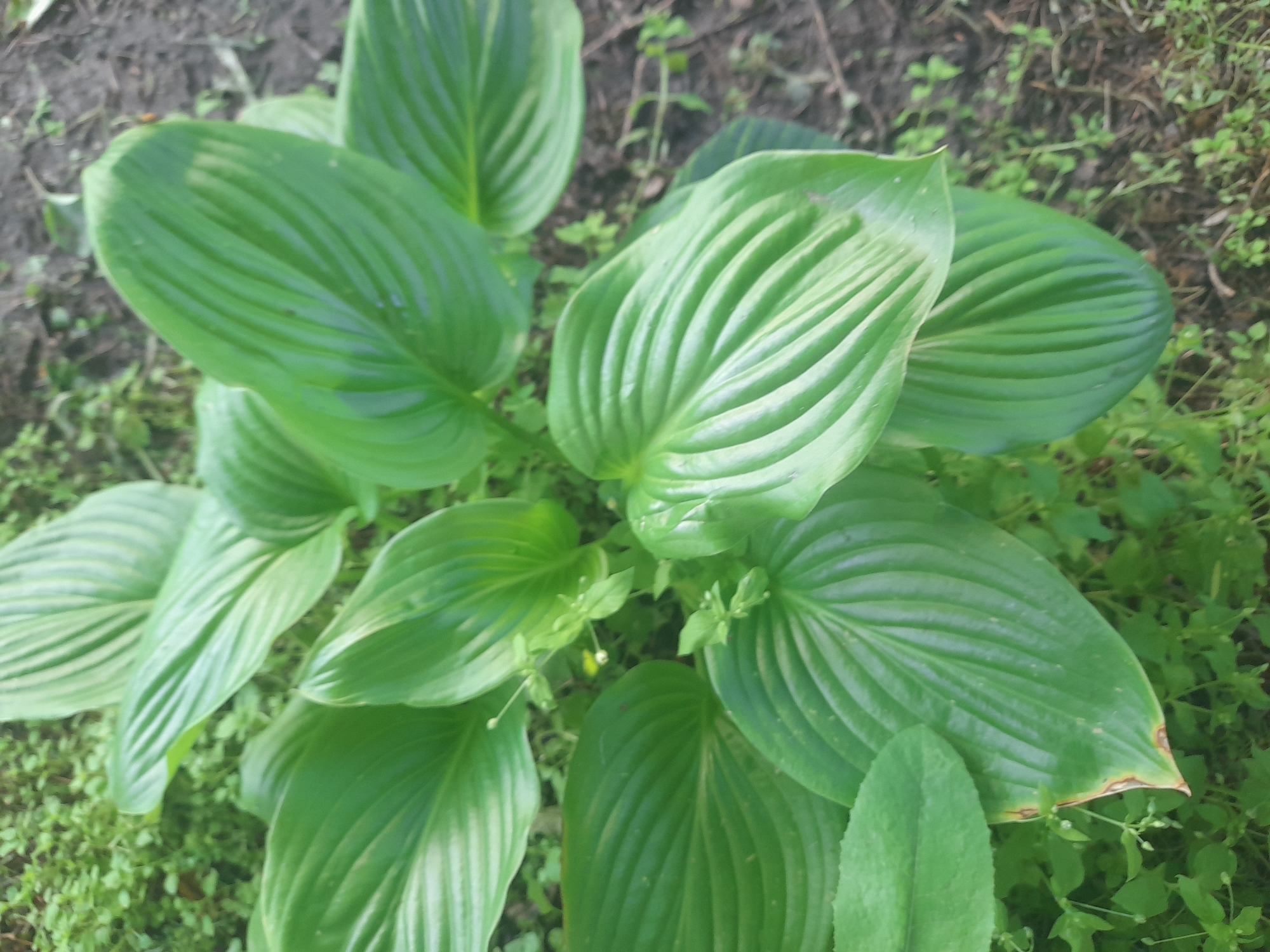 The image shows a cluster of large, green hosta leaves with prominent veins. The leaves are arranged in a fan-like pattern, with some slightly wilted or showing signs of browning at the edges. The background consists of dark soil and scattered small green plants, suggesting an outdoor garden setting. The lighting appears to be natural daylight, casting soft shadows. The overall impression is one of a close-up view of lush foliage in what seems to be a natural or cultivated environment. There is no visible text in the image. The setting is Kliushnykivka, Ukraine.