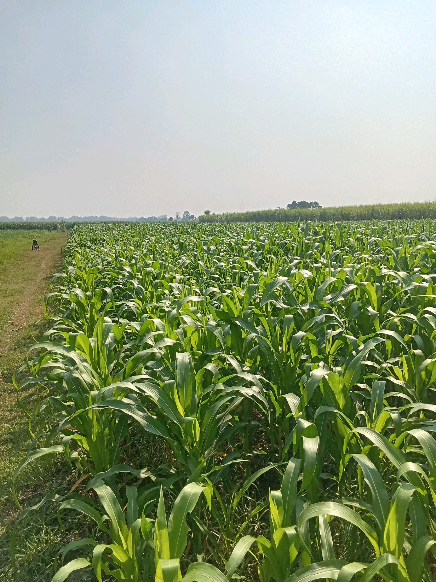 An expansive, verdant cornfield stretches across the frame, its tall, green stalks forming a dense canopy. A narrow dirt path, lined with grass, bisects the field from the lower left corner, leading towards the distant horizon. On this path, a lone bicycle rests upright. The sky above is a pale, hazy blue, indicating a clear day with possibly some atmospheric dust. The scene appears to be in a rural agricultural area, consistent with the outskirts of Sawiji, Indonesia, where corn cultivation is common.