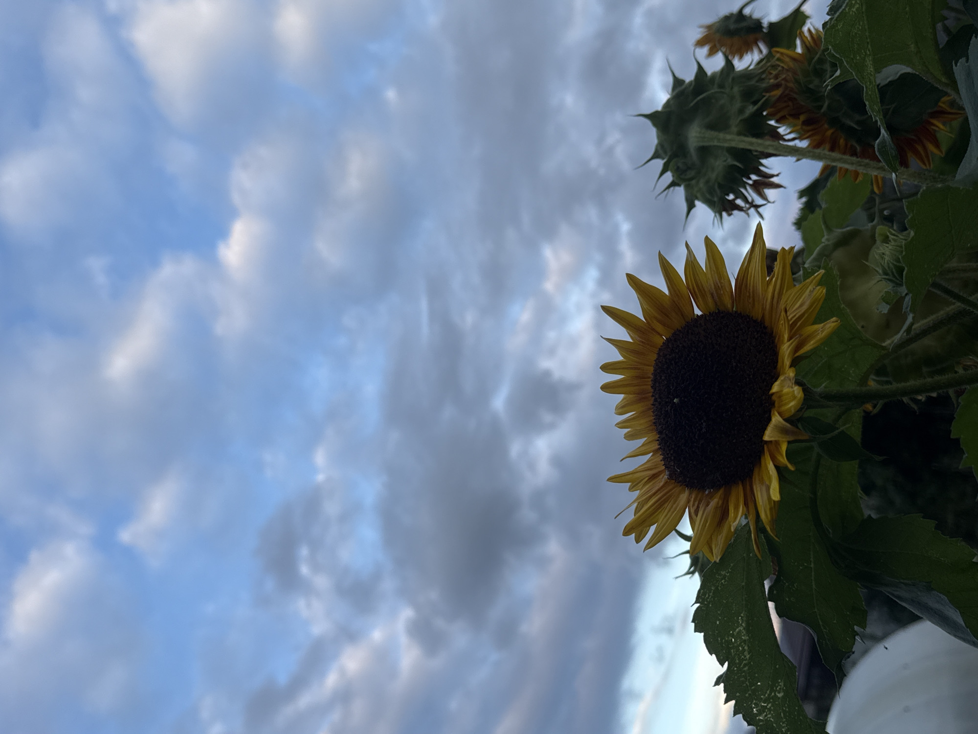 A low-angle, full shot captures a cluster of sunflowers against a twilight sky with scattered clouds. The primary sunflower, positioned in the foreground, is in full bloom, its dark center and yellow petals sharply defined. To its right, other sunflowers are visible, some with closed heads and spiky green exteriors, others in partial bloom with muted orange and yellow petals. Large, dark green leaves frame the lower part of the image, with a hint of a white round object, possibly a large container or structure, to the far left. The scene appears to be an outdoor setting, possibly a garden or park, located in Chaikovsky, Russia, given the presence of sunflowers, a common sight in rural or semi-rural areas during warmer months. The overall lighting suggests dusk or early morning, with the sky displaying a gradient of blues and grays. No people are present in the frame.