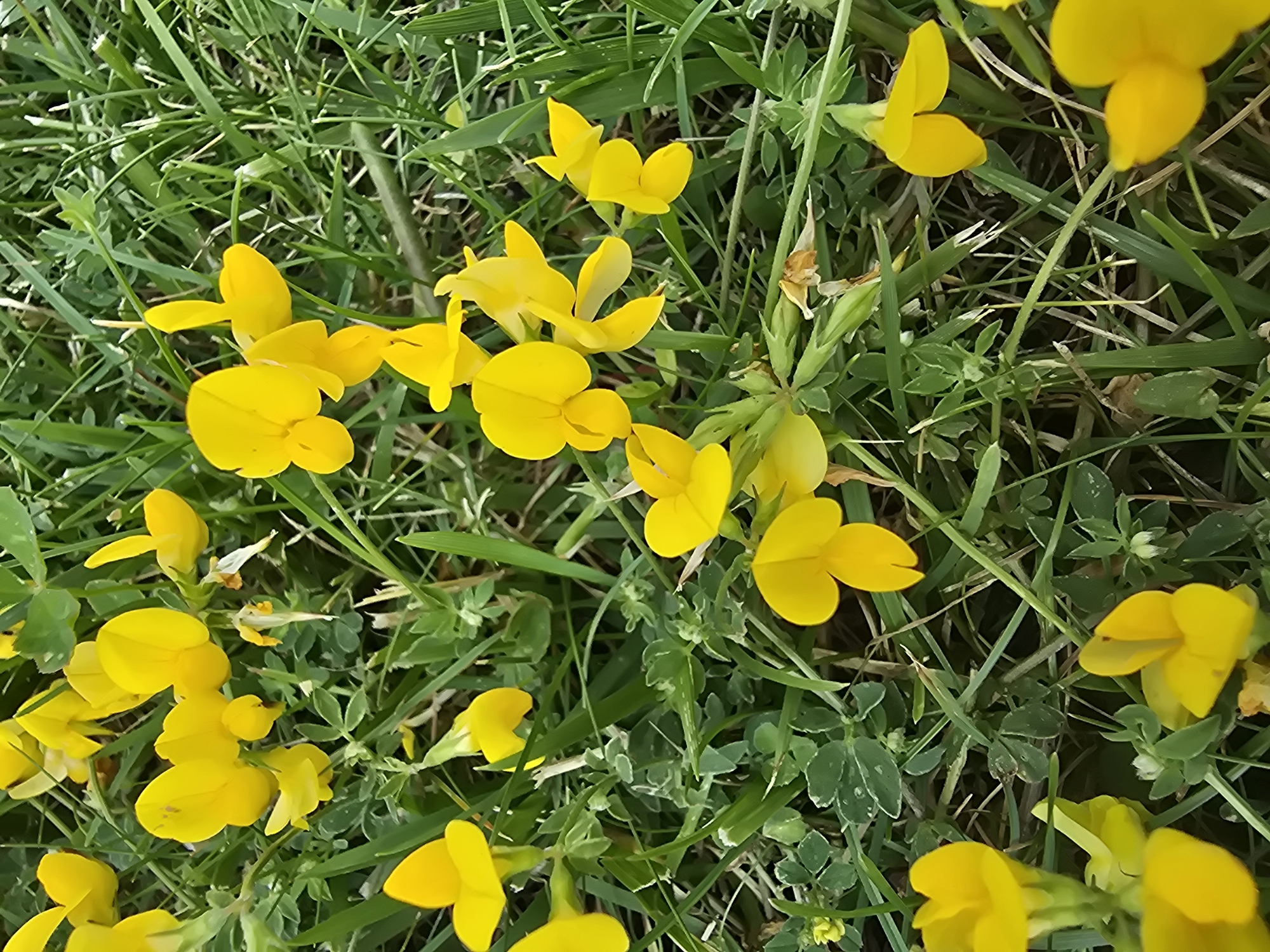 The image shows a close-up view of a cluster of yellow flowers with green grass and clover in the background. The flowers are small and have a distinctive shape with two large petals at the top and smaller petals below. Some of the flowers are in full bloom, while others are still buds. The grass is green and lush, indicating a natural outdoor setting. There are no people or animals visible in the image. The lighting suggests it is daytime, with natural light illuminating the scene.
This image was taken in the city of Vyshneve, Ukraine, likely in a park, meadow, or garden area, given the presence of wildflowers and grass. The specific location within Vyshneve is not determinable from the image alone.