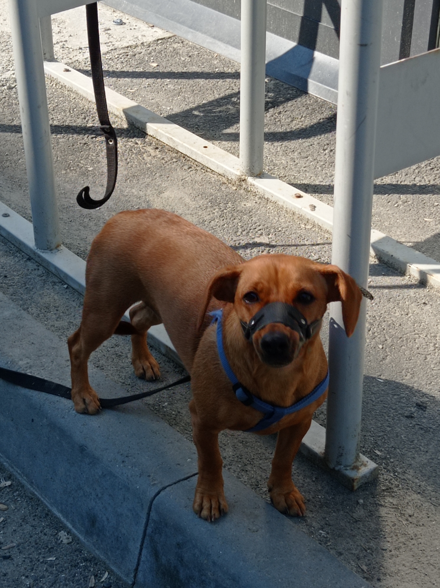 A medium shot captures a small, tan dog standing on a sidewalk next to a grey metal fence. The dog is wearing a black muzzle and a blue harness. The dog is facing the camera with its head slightly tilted. The background shows a gravelly surface and more grey metal fence posts. Sunlight casts shadows on the ground. A black leash hangs from the fence post on the left side of the image.