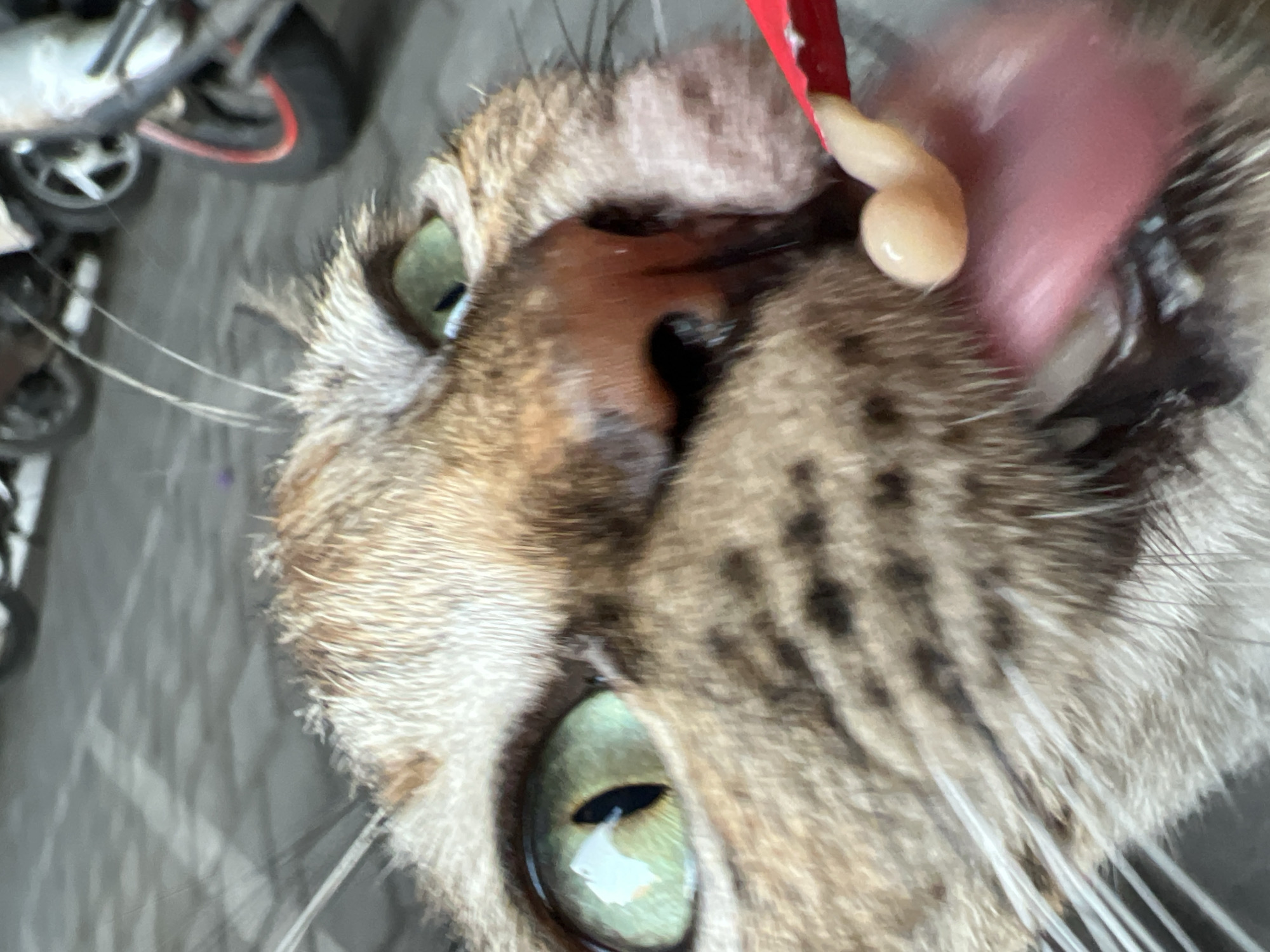 The image shows a close-up, low-angle shot of a tabby cat's face, focusing on its nose, mouth, and one green eye. The cat is actively licking a creamy substance off a red plastic applicator held in front of it. The background is blurred but appears to be an outdoor setting with a paved ground and the wheels of motorcycles visible, suggesting an urban environment such as Denpasar, Indonesia. The lighting is natural, and the focus is sharp on the cat's wet nose and tongue.