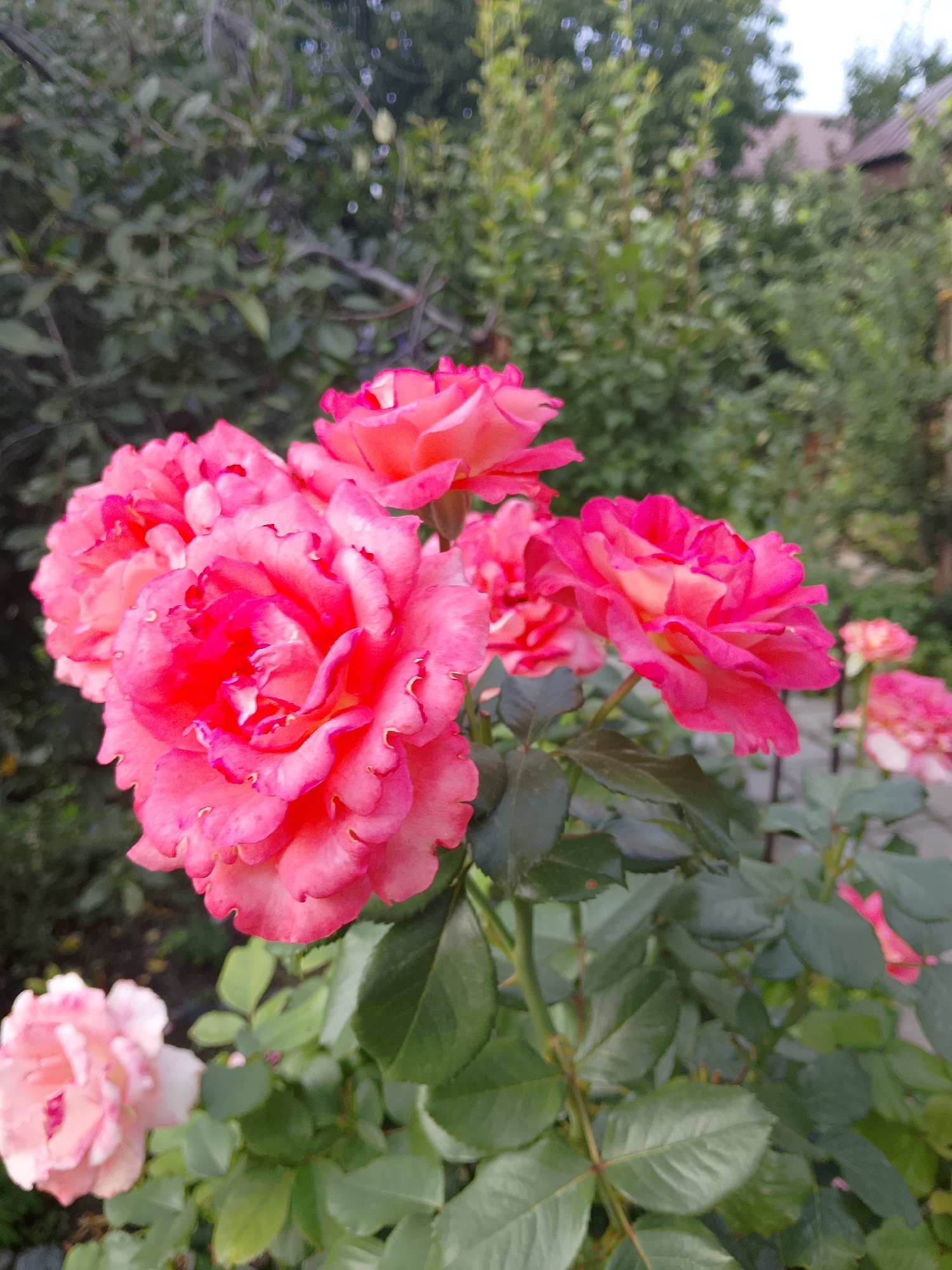 In a garden setting, a cluster of bright pink roses with ruffled petals are in full bloom. The roses are the main subject, with some in sharp focus and others slightly blurred in the background. The foliage is lush and green, typical of a garden environment. The background shows hints of a residential area with rooftops and trees, suggesting an outdoor urban or suburban location. The image does not contain any people, actions, or interactions. The location is identified as Oral, Kazakhstan.