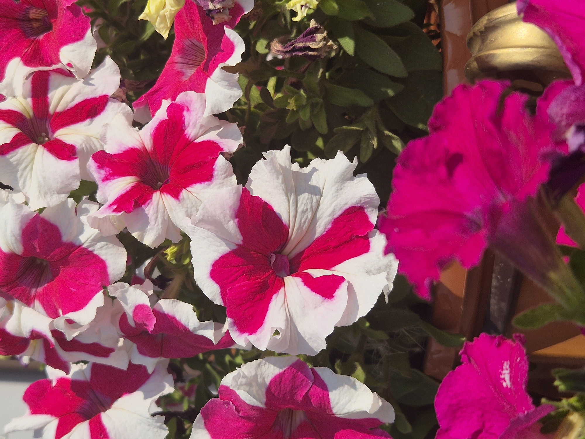 In the city of Novoishimskoye, Kazakhstan, a close-up, eye-level shot captures a vibrant display of petunia flowers. The petunias are predominantly white with striking fuchsia or deep pink stripes radiating from their centers. Several of these flowers are in full bloom, showcasing their trumpet-like shapes and delicate, ruffled petals. Some petals appear slightly wilted or dried, suggesting the flowers are at various stages of their life cycle. The background is a rich tapestry of dark green foliage, indicating a garden or planted area. The image is well-lit, with sunlight casting soft shadows and highlighting the glossy texture of the petals. The overall impression is one of natural beauty and abundant floral growth within the urban landscape of Novoishimskoye.