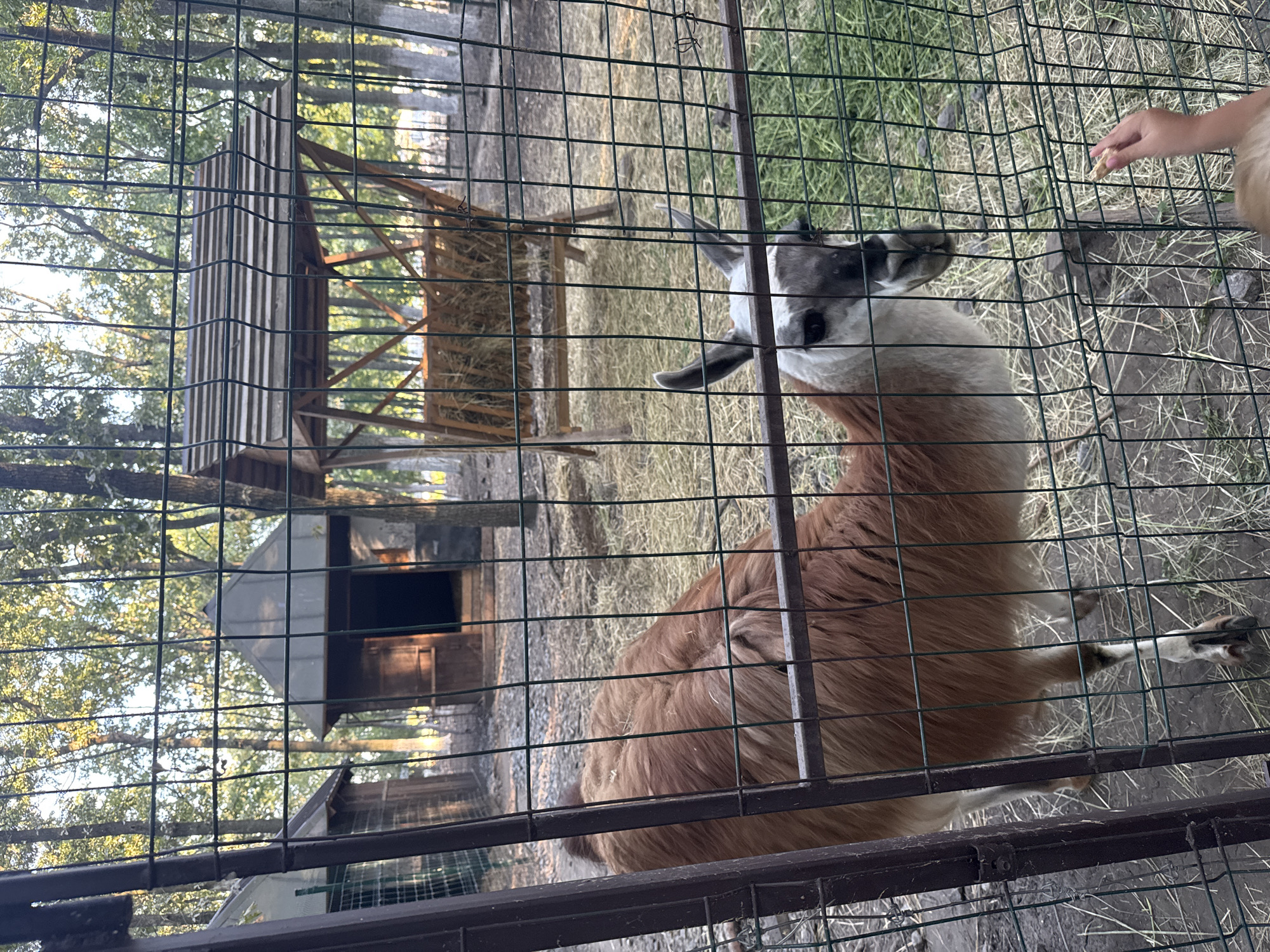 A llama is standing in an enclosure at a zoo in Orlivshchyna, Ukraine. The enclosure is made of metal fencing and contains hay and some greenery. In the background, there are wooden structures that appear to be shelters for animals, as well as a feeder filled with hay. A child's hand is visible in the foreground, offering a piece of food to the llama. The scene is set outdoors, with trees visible in the background, suggesting a natural or park-like environment. The lighting indicates it is daytime, possibly late afternoon due to the soft sunlight filtering through the trees.