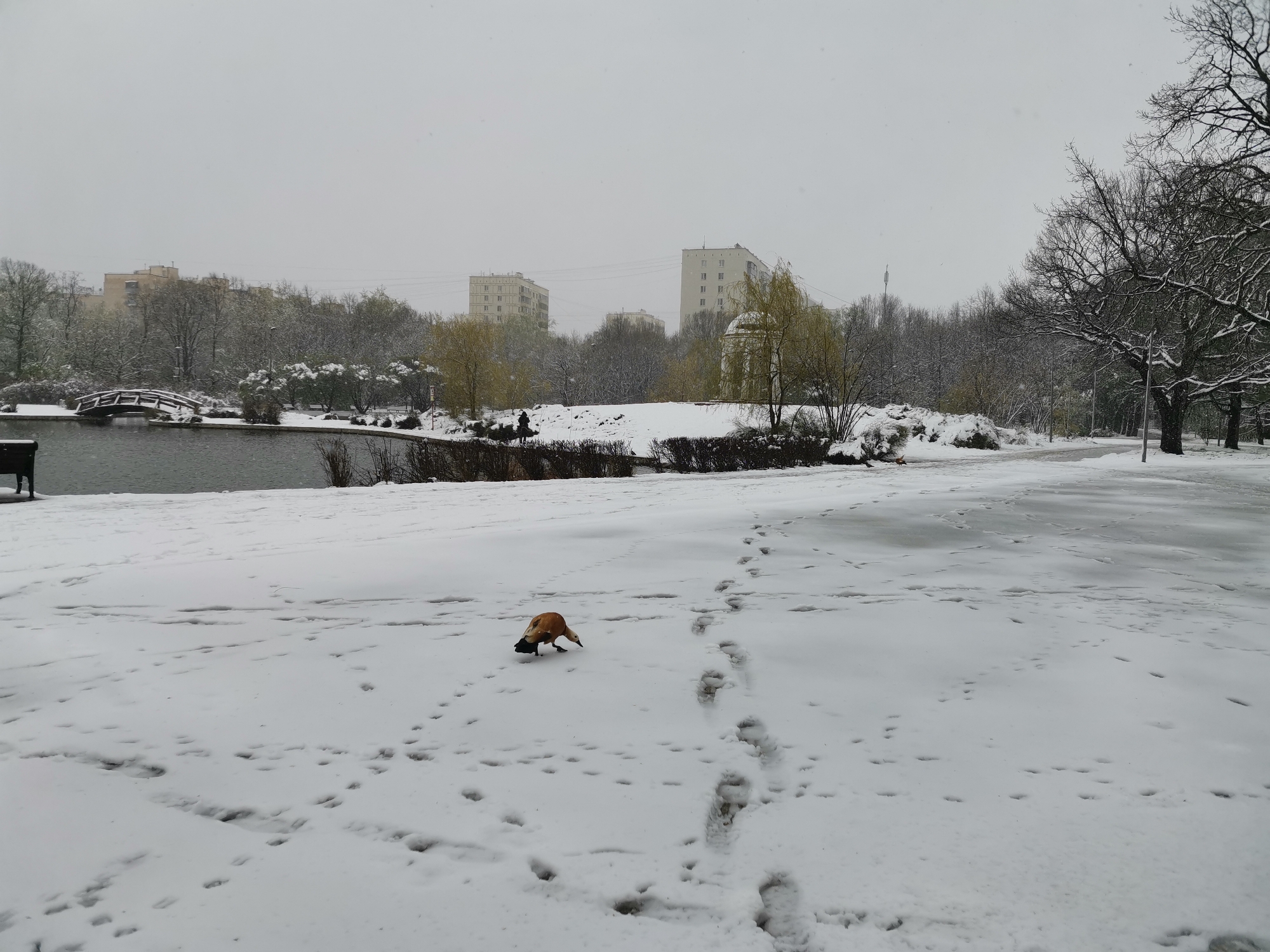 This image depicts an urban park in Moscow, Russia, unexpectedly covered in a fresh blanket of snow under an overcast, gray sky. The weather suggests a recent snowfall, creating a muted and serene atmosphere, possibly during an unseasonably cold spring.
In the mid-ground, a lone Ruddy Shelduck, identifiable by its distinct orange-brown plumage, is foraging in the snow, its head bent down as it pecks at the ground. The foreground is dominated by snow-covered terrain marked with numerous human footprints, indicating recent pedestrian traffic, alongside smaller bird tracks around the duck.
To the left, a calm pond or lake reflects the dull sky. A small, arched wooden bridge gracefully spans a section of the water. The pond's banks are lined with snow-dusted bushes and trees; interestingly, some trees show nascent green leaves, hinting at a time of year when snow is typically absent.
The background features a dense collection of trees, a mix of bare deciduous and evergreen varieties, all lightly dusted with snow. Beyond these, several large, multi-story residential buildings, characteristic of urban architecture in Russia, stand against the horizon. A small, white, domed structure, possibly a gazebo or monument, is partially visible near the right edge of the pond. Streetlights or utility poles are scattered along the park paths.
The scene captures a quiet, cold daytime moment, where a transient return to winter transforms the park into a landscape of tranquil beauty. No visible text is present in the media file.