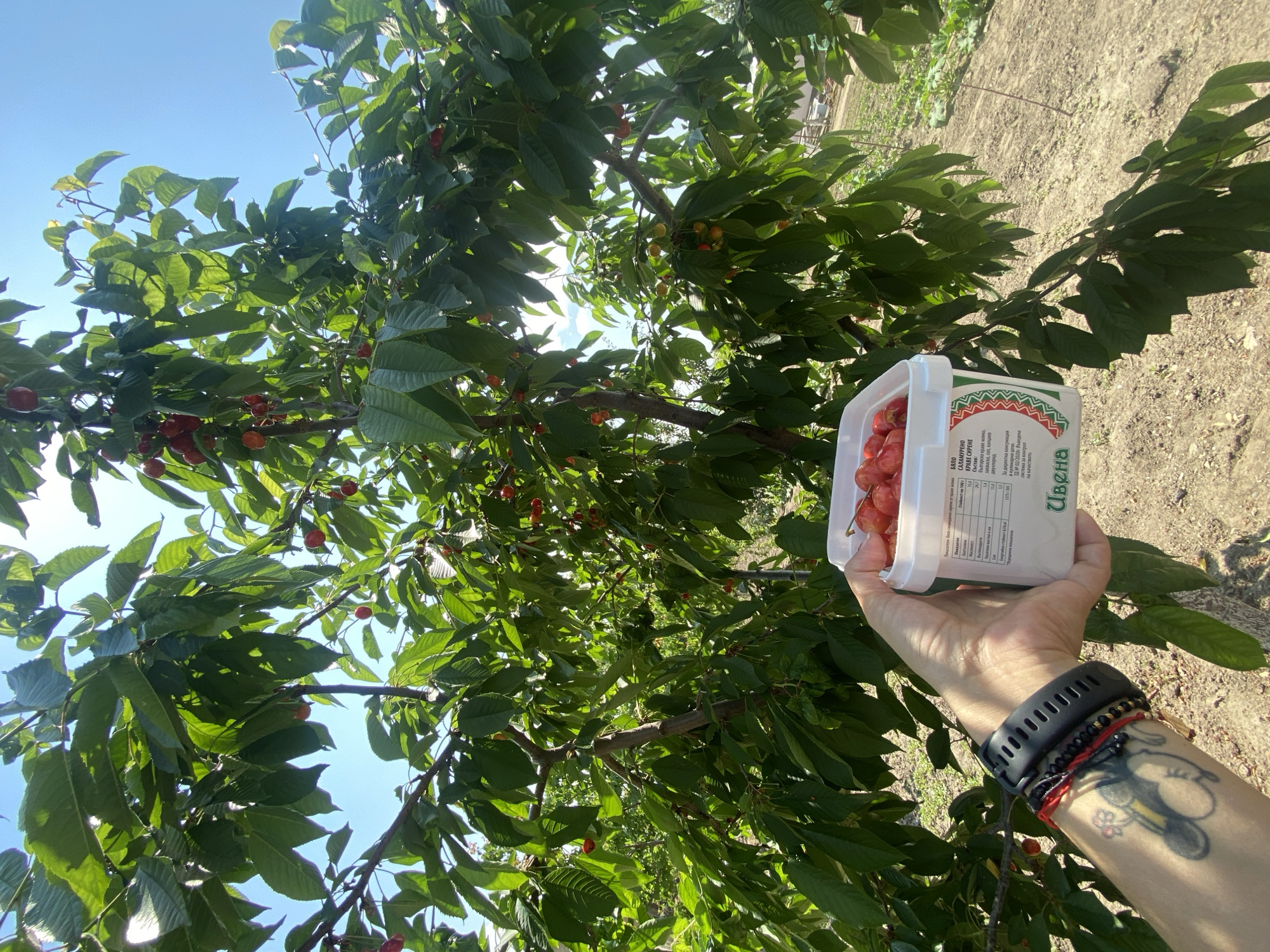 A person's left hand and forearm are positioned in the bottom left of the frame, holding a white rectangular plastic container filled with bright red cherries. The hand exhibits light skin, visible veins, and short fingernails. The wrist is adorned with a black sports watch, multiple beaded bracelets in red, black, and metallic tones, and a black and white tattoo depicting a winged cartoon character, possibly a pig, on the inner forearm. The container, repurposed from a dairy product, features Cyrillic text on its side, reading "БЯЛО САЛАТУРЕНО КРАВЕ СИРЕНЕ" (White Salad Cow Cheese), nutritional information per 100g, and the brand name "ЦВЕНА" (Tsvena) at the bottom, framed by a green and red pattern.
The container is held beneath the branches of a cherry tree, which occupies the majority of the image. The tree is densely covered with vibrant green leaves and numerous cherries in varying stages of ripeness, ranging from yellowish-red to deep red. Sunlight filters through the foliage, creating bright highlights and shadows. The background reveals patches of clear, bright blue sky, indicating a sunny outdoor environment. To the right and rear, dry, tilled soil with sparse green vegetation is visible, suggesting an agricultural or garden setting in Sinitovo, Bulgaria.