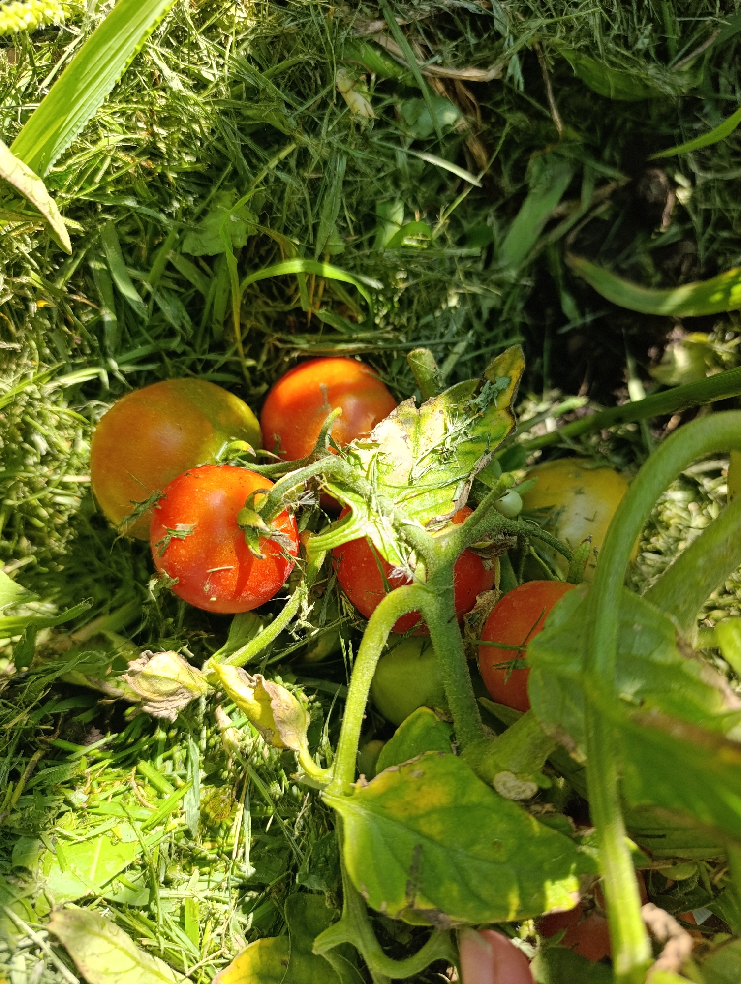 In a garden in Ivanovka, Russia, several ripe and unripe tomatoes are clustered on vines amidst freshly cut grass. Some tomatoes are a vibrant red, indicating ripeness, while others are green, suggesting they are still developing. The plants are covered in a fine layer of cut grass, implying recent gardening activity. The sunlight casts strong shadows, highlighting the textures of the grass and the tomatoes. The image captures a close-up view of the produce and the surrounding foliage, showcasing a snapshot of a garden harvest.