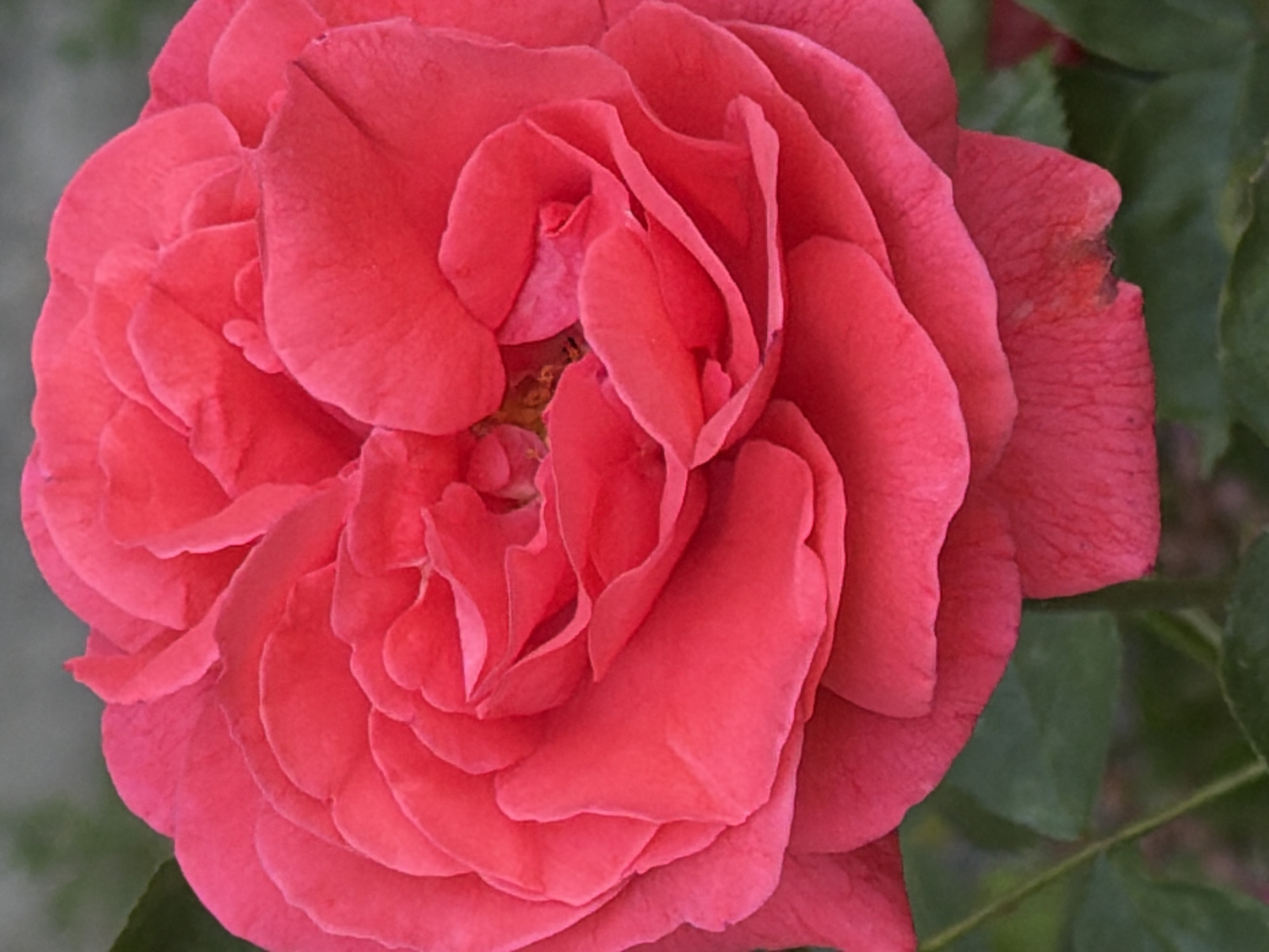 A close-up shot of a fully blooming, coral-colored rose with multiple layers of petals, filling most of the frame. A few green leaves are visible on the right side, providing a blurred background along with a lighter gray-green area on the left. The petals have slightly ruffled edges and exhibit a soft, velvety texture. The rose's center is densely packed with smaller, tightly curled petals.
There is no information about the location within the city of Sofia, Bulgaria.