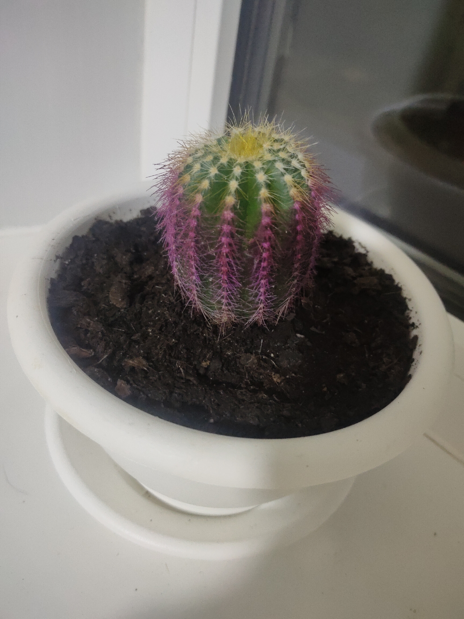 A small, potted cactus with green, yellow, and pink spines sits on a white windowsill. The cactus is in a white plastic pot with a matching saucer. The soil in the pot is dark brown and appears to be a mix of soil and organic material. The background shows a window with a reflection of a room. The scene is indoors, likely in a residential setting in Petrov Val, Russia.