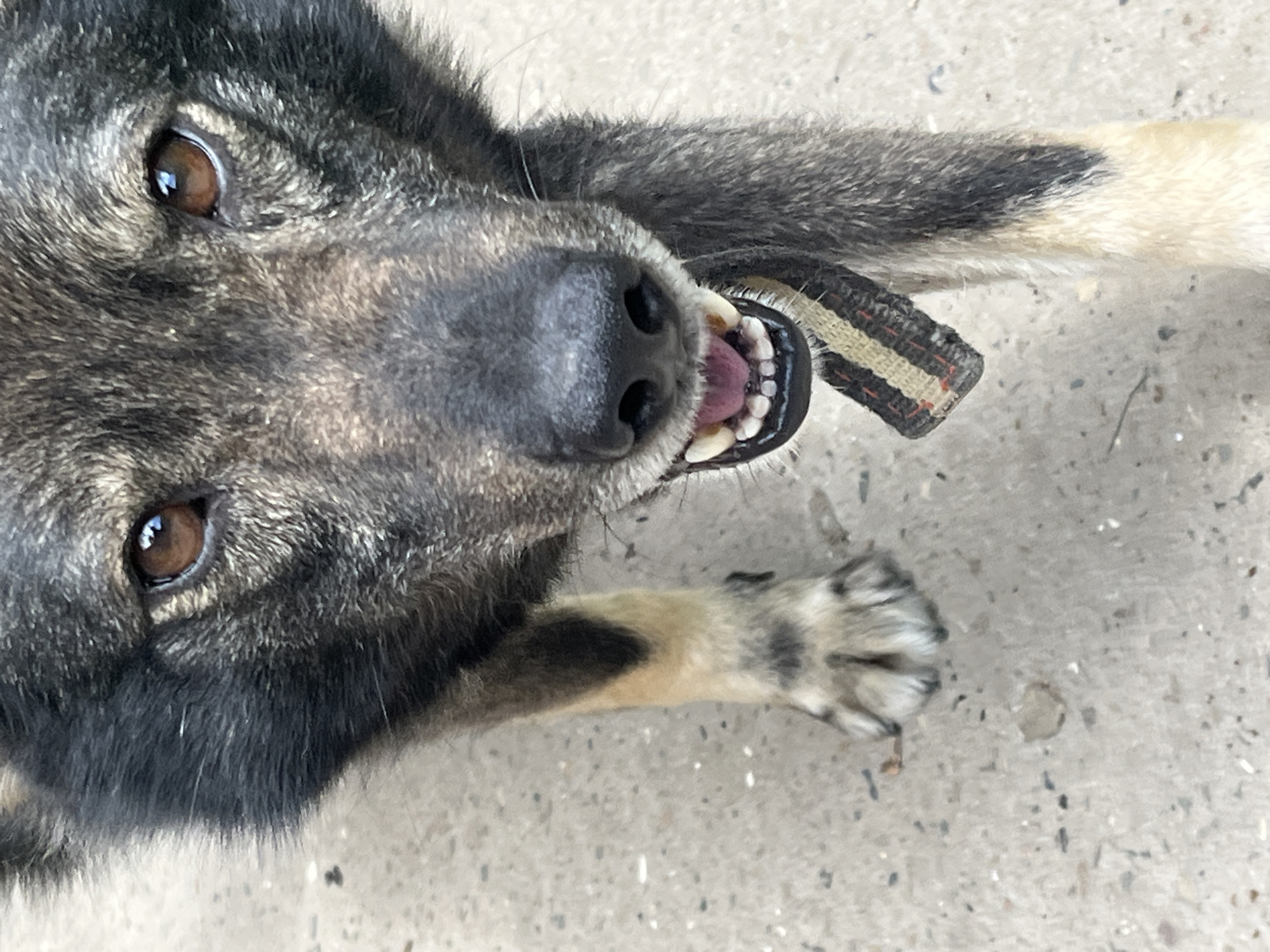 A close-up, eye-level outdoor shot shows the head and front paws of a medium-sized dog with gray, black, and tan fur. The dog's mouth is slightly open, revealing its pink tongue and white teeth. A collar with stripes of beige, black, and red is visible around its neck. The dog is standing on a textured gray concrete surface that appears to be a sidewalk or street in the city of Krasnyye Barrikady, Russia. The background is out of focus, but the lighting suggests it is daytime.
