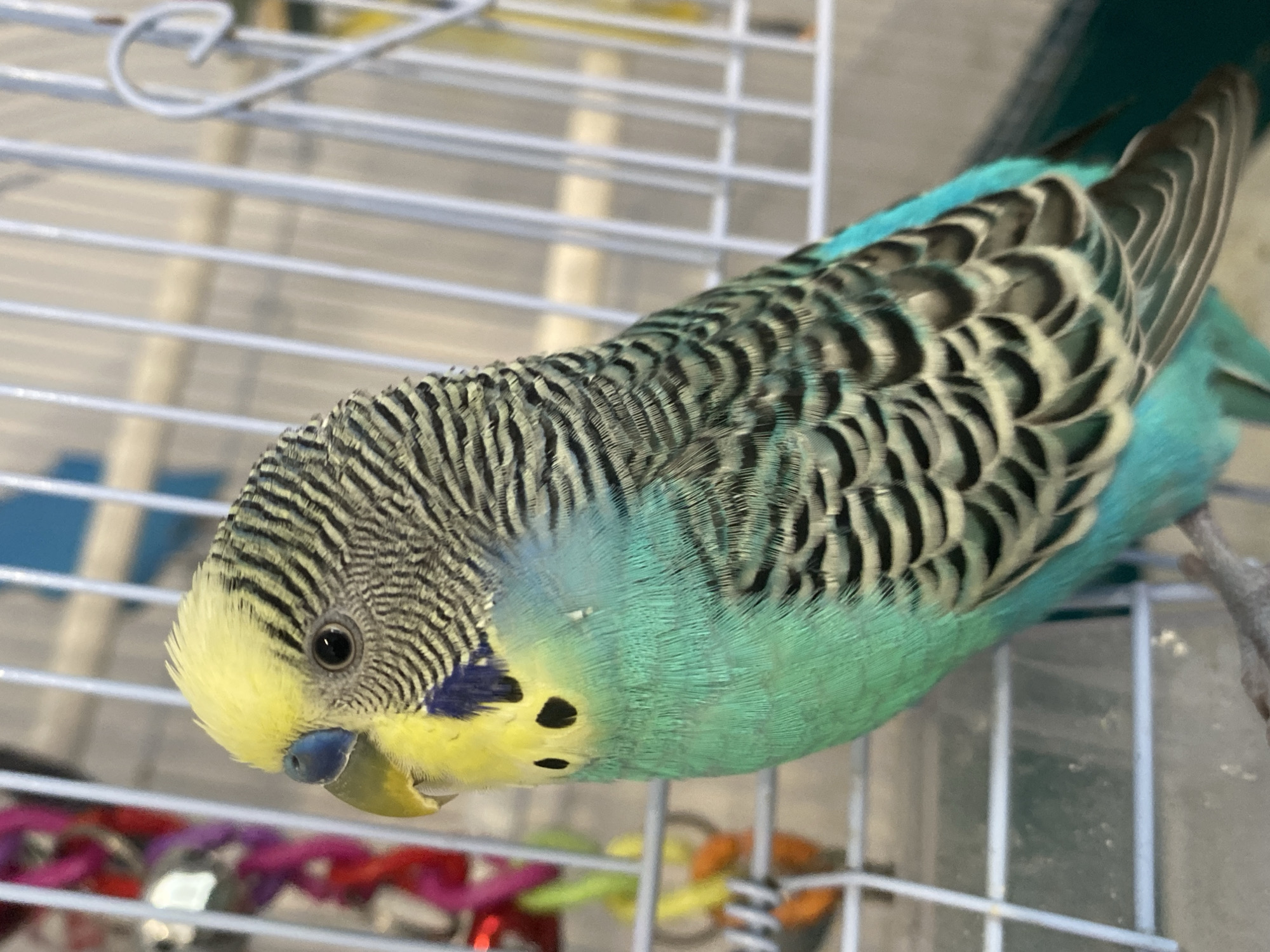 A medium shot captures a budgerigar bird perched within a white metal cage. The bird is facing left and is predominantly turquoise on its underside, transitioning to a yellow head and neck. Its back and wings are adorned with intricate black and grey striped patterns. The bird's eye is dark and round, and its beak is yellow with a blue cere. In the background, out of focus, are colorful toys hanging in the cage, along with the vertical bars of the cage itself. The overall lighting suggests an indoor environment. The image location is Unknown, Unknown.