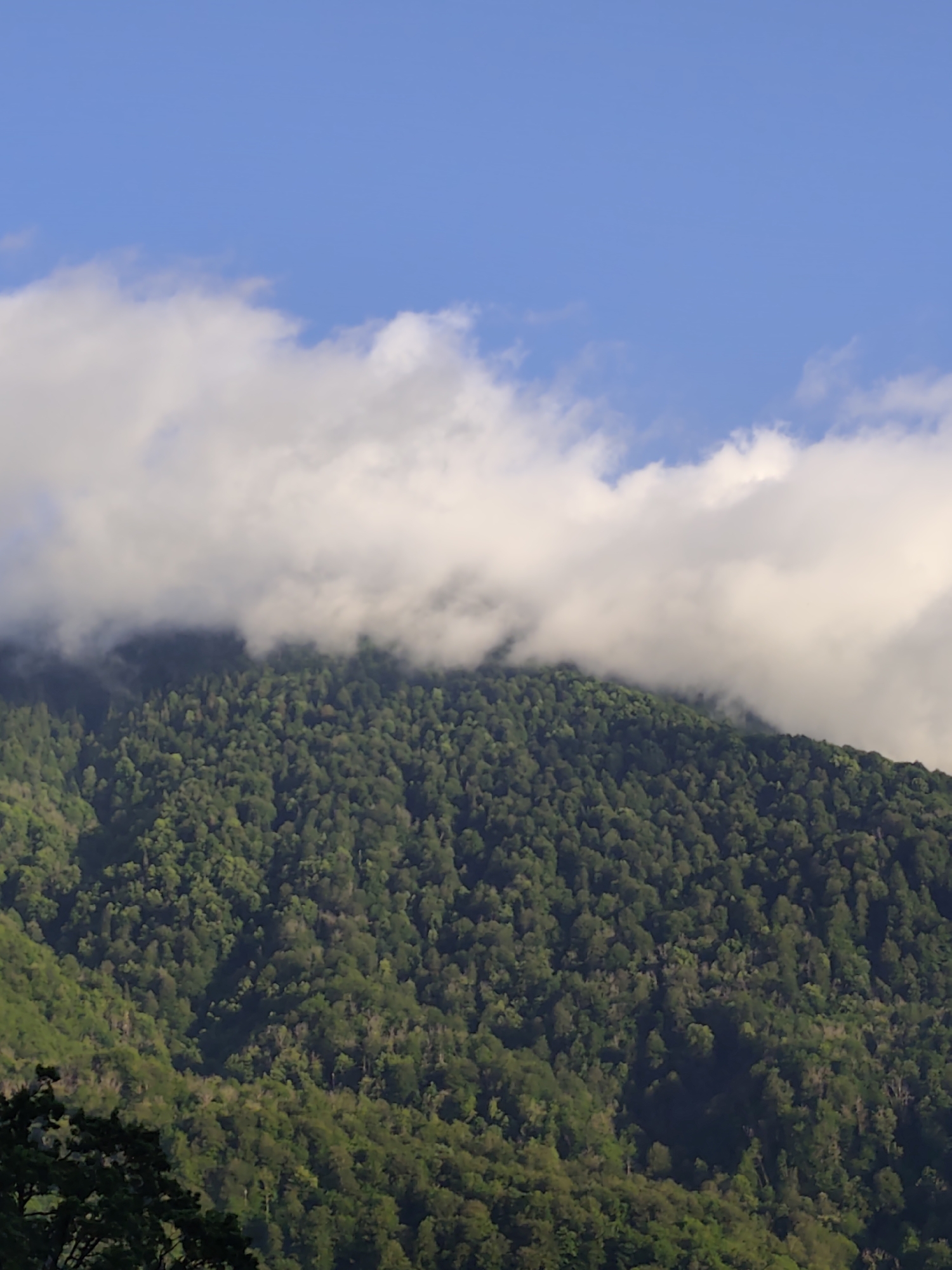 This is a vertical, medium-shot photograph of a lush, green mountain covered in dense trees. The mountain fills the majority of the frame, rising from the bottom left and extending upwards and to the right. The trees are a vibrant green, indicating a temperate climate and likely spring or summer. The foliage is varied, suggesting a mix of tree species.
At the top of the mountain, the trees are partially obscured by a band of thick, white clouds that stretch horizontally across the image. These clouds are illuminated by sunlight, giving them a bright, puffy appearance. Above the clouds, a clear, bright blue sky dominates the upper portion of the photograph. The contrast between the deep green of the mountain, the bright white of the clouds, and the vibrant blue of the sky creates a visually striking scene.
The lighting suggests it is daytime, possibly morning or afternoon, with the sun high enough to illuminate the clouds and the upper slopes of the mountain. There are no people or man-made objects visible in the frame, emphasizing the natural beauty of the landscape. The overall mood of the image is peaceful and serene, evoking a sense of natural grandeur. The location is identified as Krasnaya Polyana, Russia, a region known for its mountainous terrain and natural beauty.