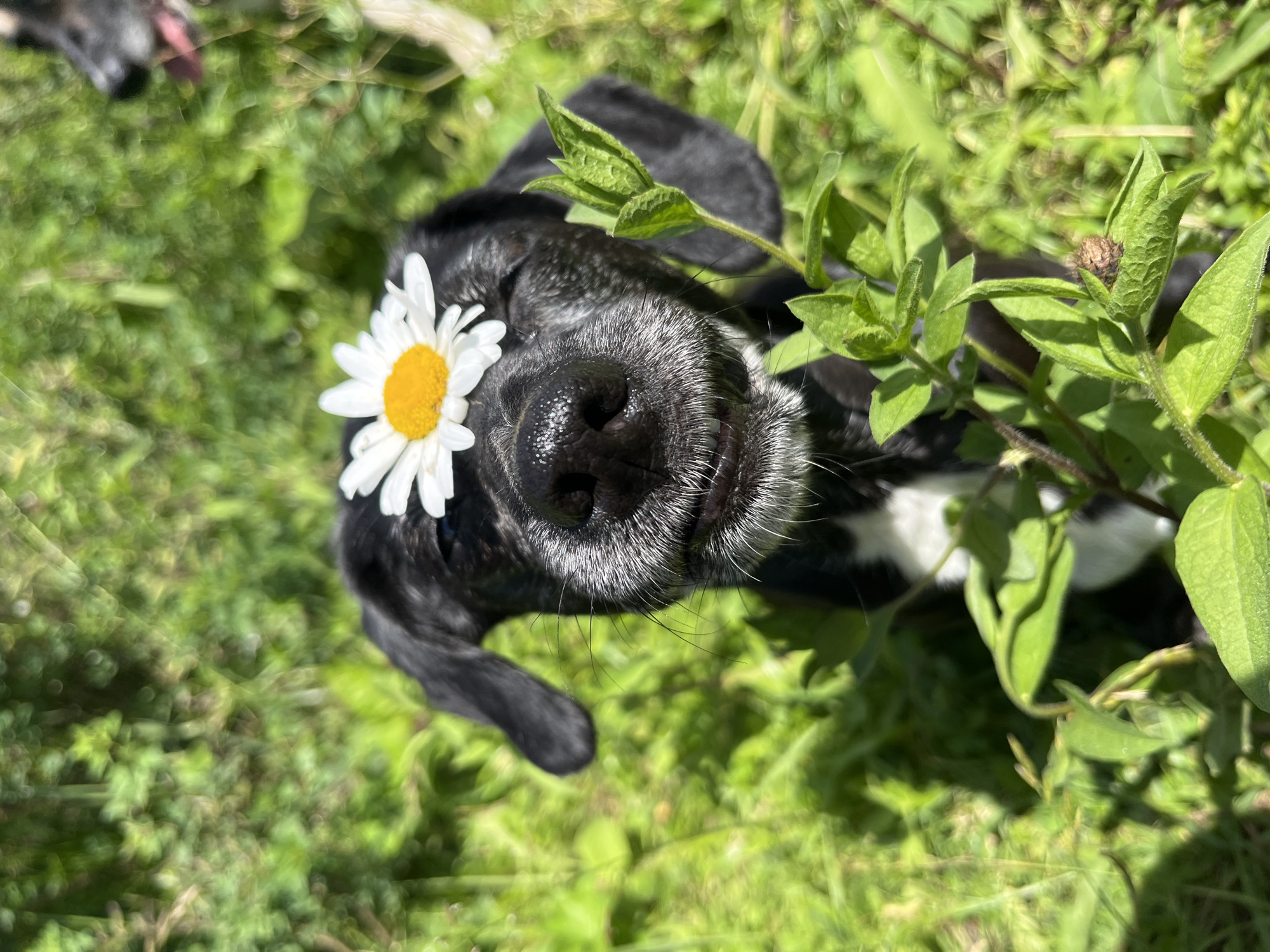 The image captures a close-up, overhead view of a black dog lying in lush green grass on a sunny day. A white daisy with a yellow center is placed on the dog's forehead, near its eye. The dog's eyes are closed, and its nose is prominent, with light-colored whiskers extending from its muzzle. Green leaves and stems from a plant are visible, framing the dog's face and head. The background consists of out-of-focus green grass, suggesting an outdoor setting. The lighting indicates it's daytime, likely with bright sunlight, casting shadows and highlighting the textures of the dog's fur and the plant. The overall mood appears peaceful and serene, with the dog seeming relaxed and enjoying the moment. No text is visible in the image.