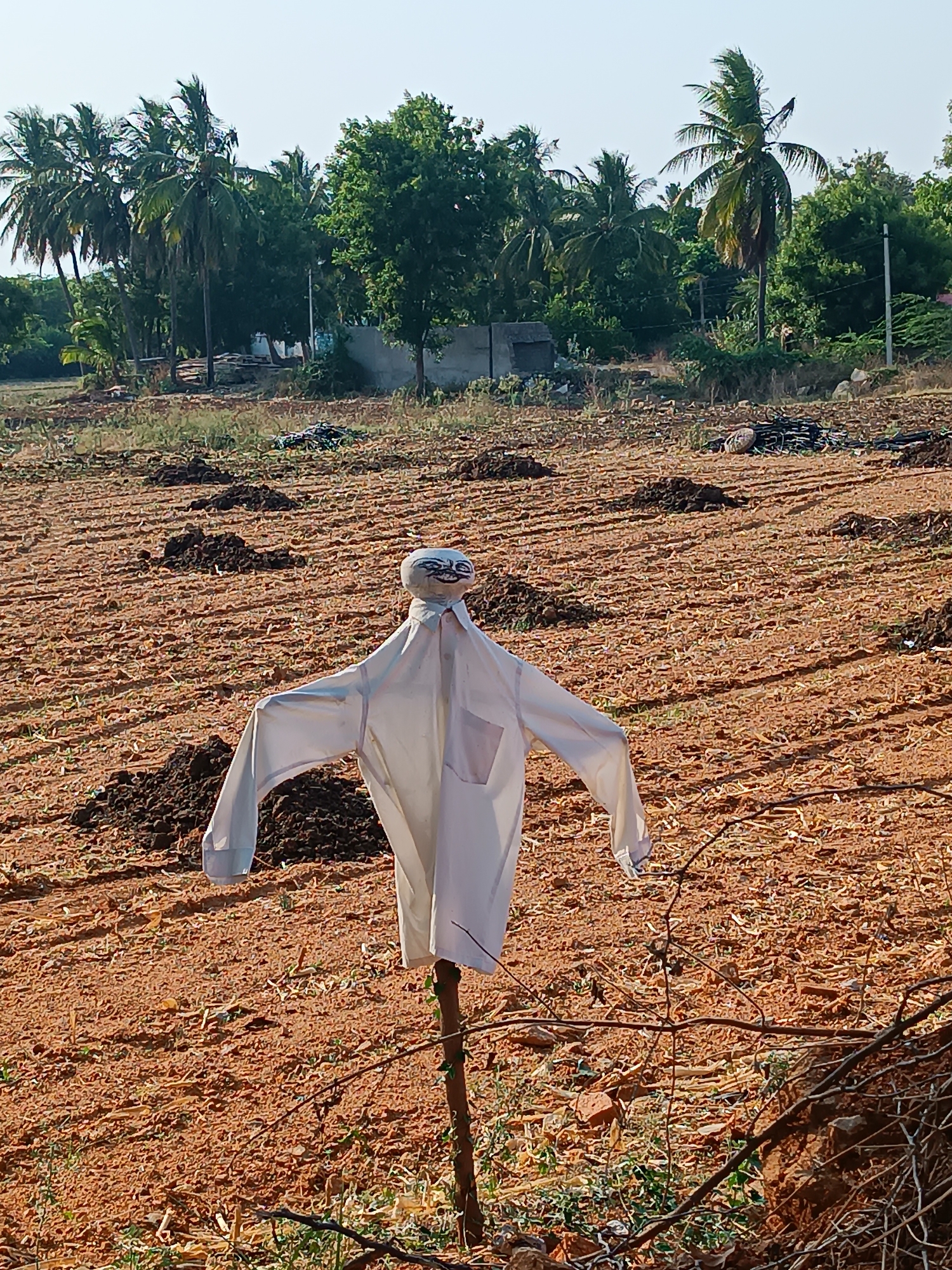 The image shows a scarecrow in a field in Kammavaripalli, India. The scarecrow consists of a stick in the ground, with a white shirt draped over it, and a head with a crude face drawn on it. The field is brown and appears to have recently been tilled, with rows of dark mounds of soil. In the background, there are several coconut palm trees and other trees. There is a concrete structure or building also visible in the background. The sky is clear and blue.