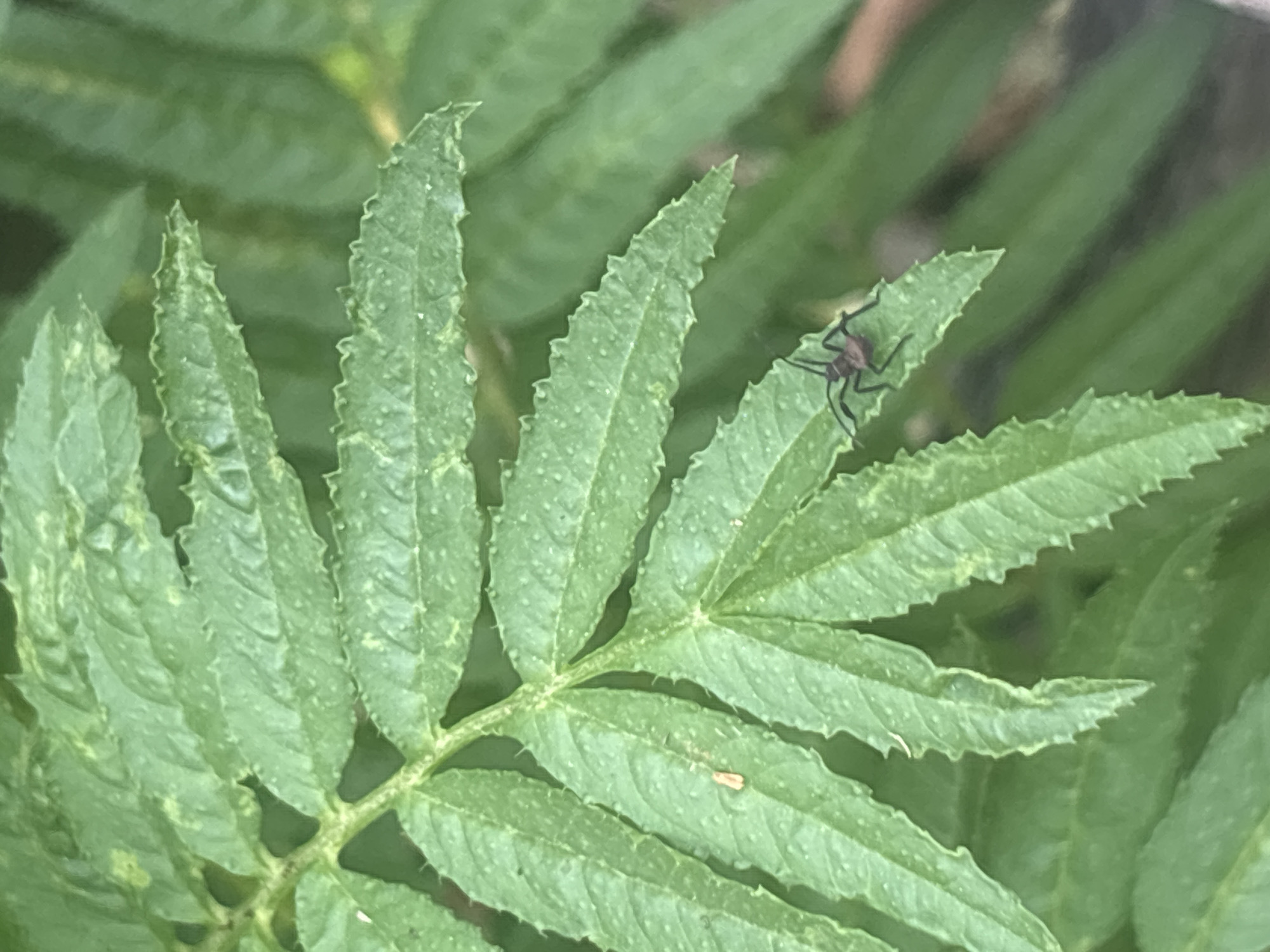 A close-up, eye-level shot focuses on a vibrant green leaf with serrated edges. The leaf is slightly textured, with subtle speckling. Positioned on the right side of the leaf is a small, dark-colored insect, likely an ant or a small beetle, with visible legs. The background is a blur of various shades of green, suggesting more foliage. The image is centered on the leaf and insect, with a shallow depth of field. The scene is outdoors, likely in a garden or natural setting, in Lhokseumawe, Indonesia.
