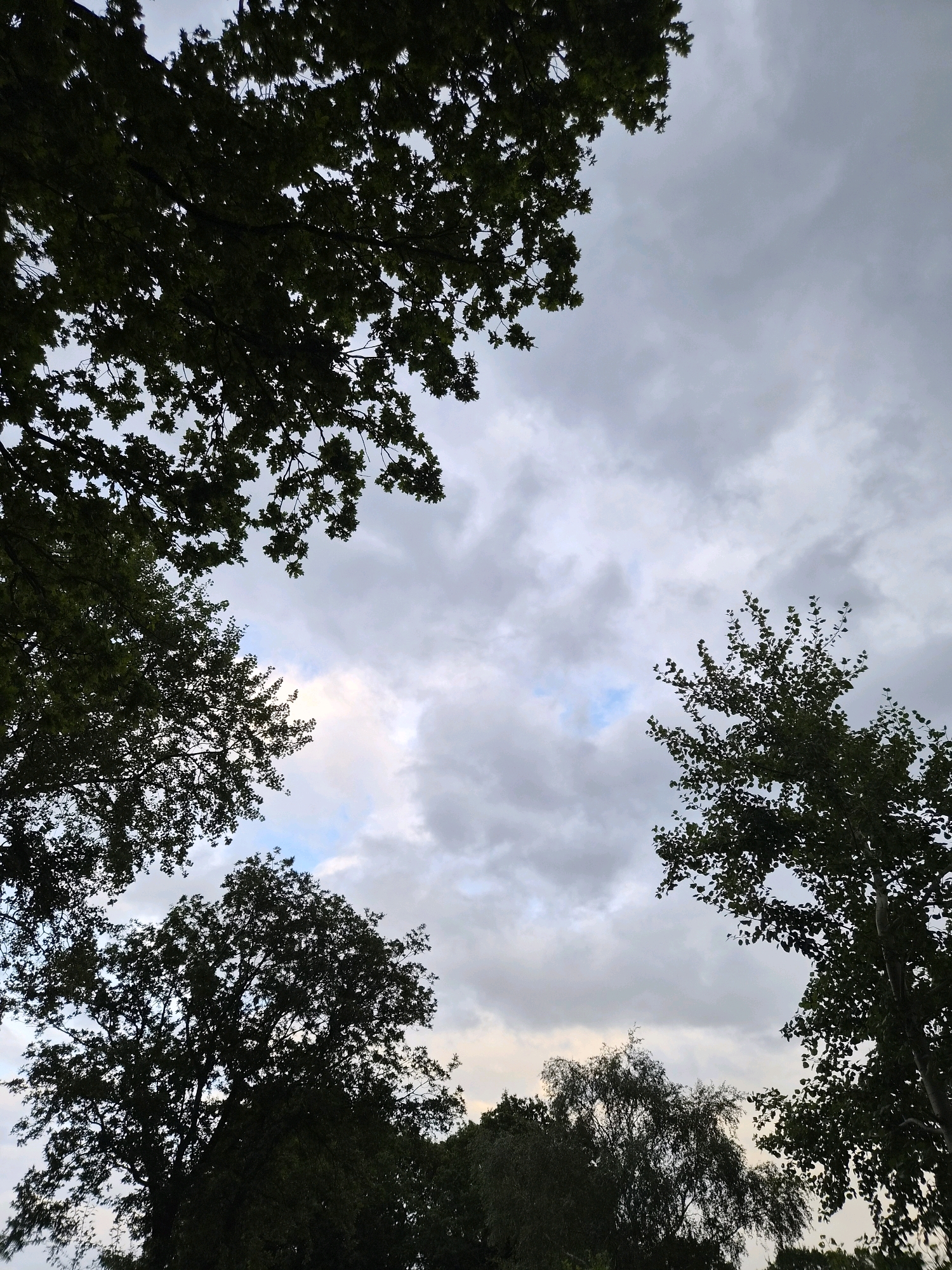 The image depicts a view looking upwards through the silhouetted branches and foliage of several trees towards an overcast sky. The sky is filled with a mix of grey and white clouds, with occasional patches of lighter blue visible. The trees are dense with leaves and appear to be in various stages of growth, with some branches reaching high into the frame. The overall lighting suggests it is either early morning or late evening, with the sunlight diffused by the cloud cover. The scene is natural and appears to be in an outdoor setting, possibly a park or a residential area with mature trees. There are no people or discernible man-made structures in the visible portion of the image, beyond the trees themselves. The location is identified as Schiffdorf, Germany.