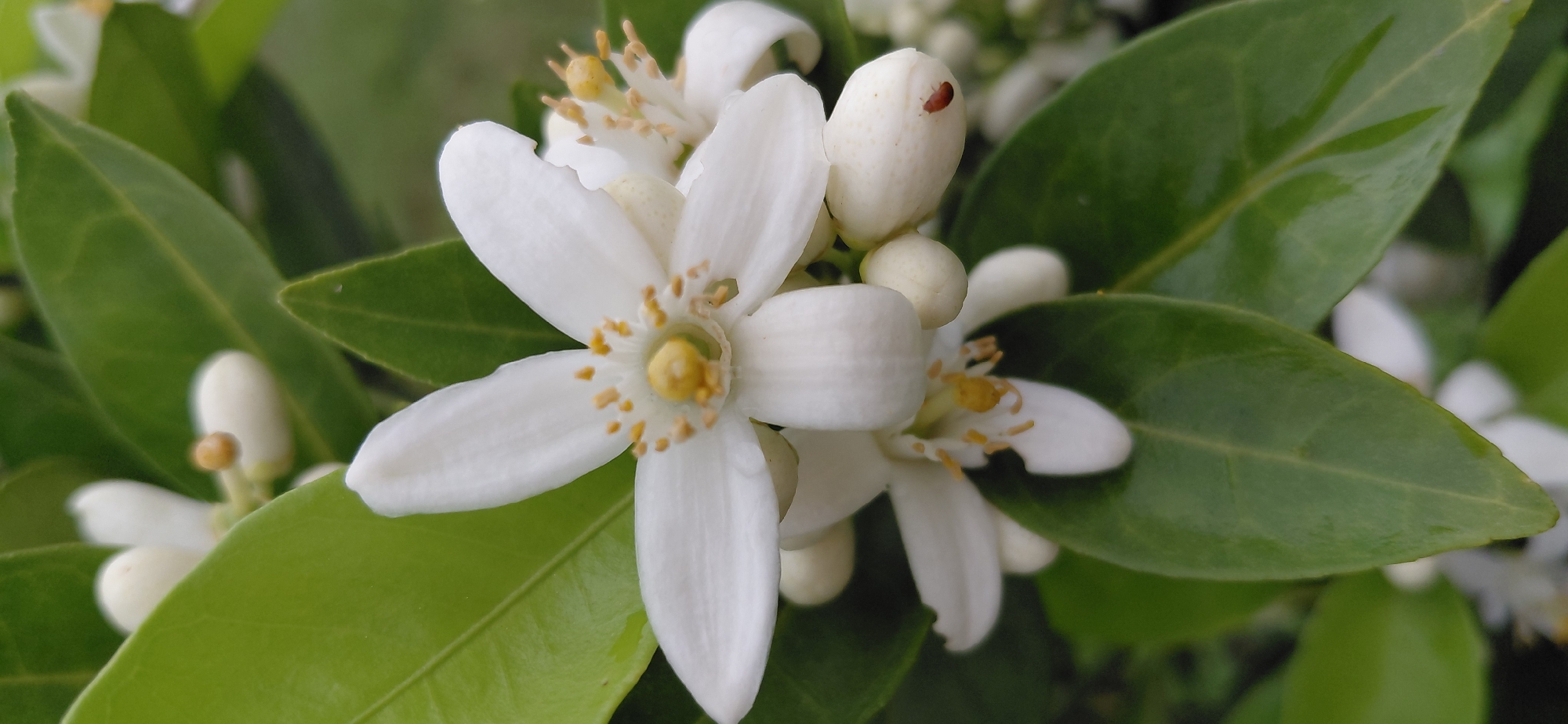 A close-up, vertical shot focuses on white blossoms and green leaves of an orange tree. One open blossom is in the foreground, showcasing five white petals with yellow stamen and pistil. Several white flower buds are visible, with one bud on the right having a small, reddish-brown insect resting on its surface. The background is filled with more green leaves and out-of-focus white flowers. The image appears to have been taken outdoors, likely in a garden or natural setting. The specific location in Encarnacion, Paraguay, is not discernible from the visual information alone.