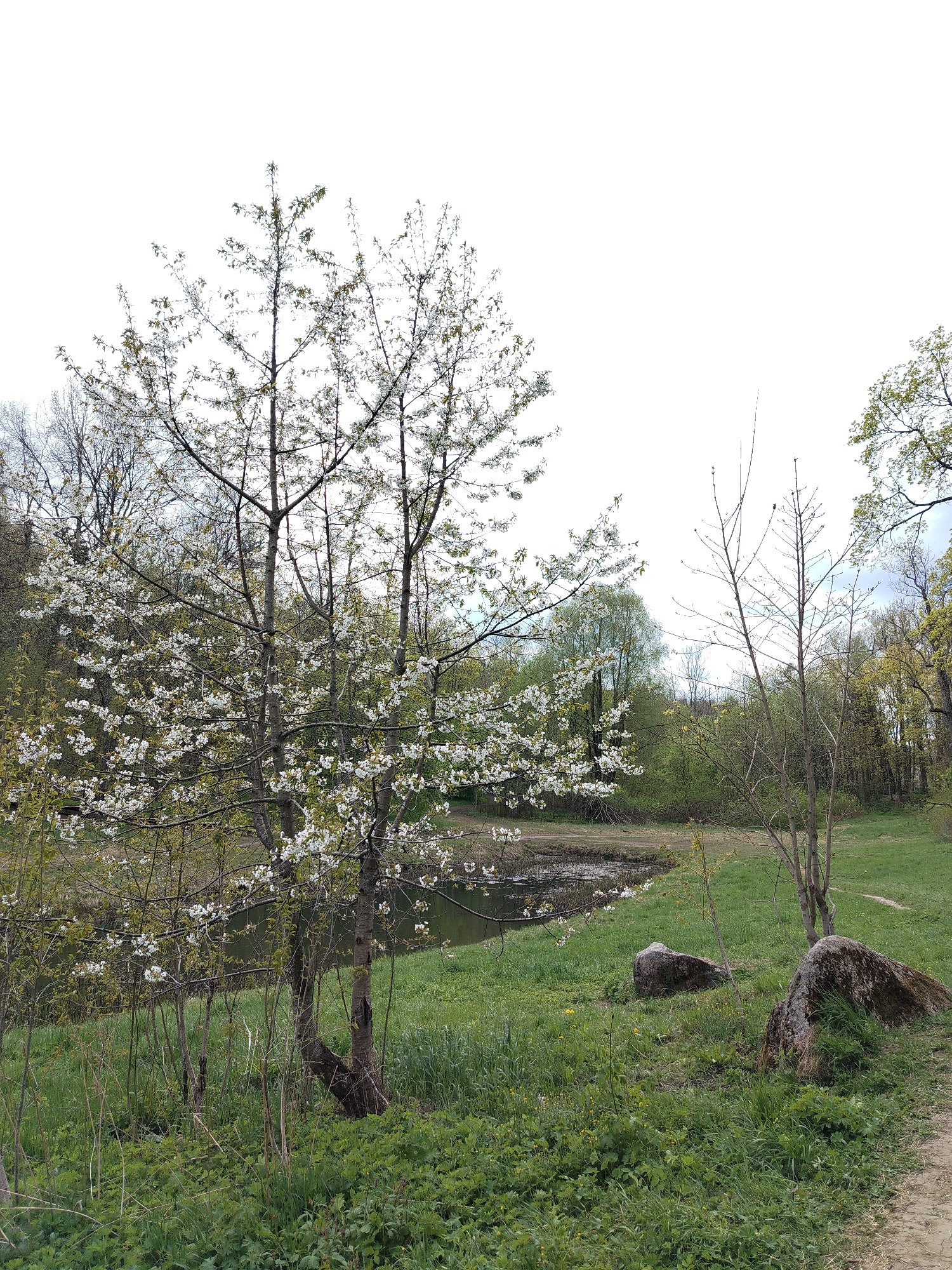 The image depicts an outdoor scene in Krasnoye Selo, Russia. A tree with white blossoms is prominently featured in the foreground, with a body of water visible behind it. The surrounding area is covered in green grass and foliage. Two large rocks are positioned on the right side of the image. Other trees and vegetation are visible in the background. The sky is overcast with white clouds.