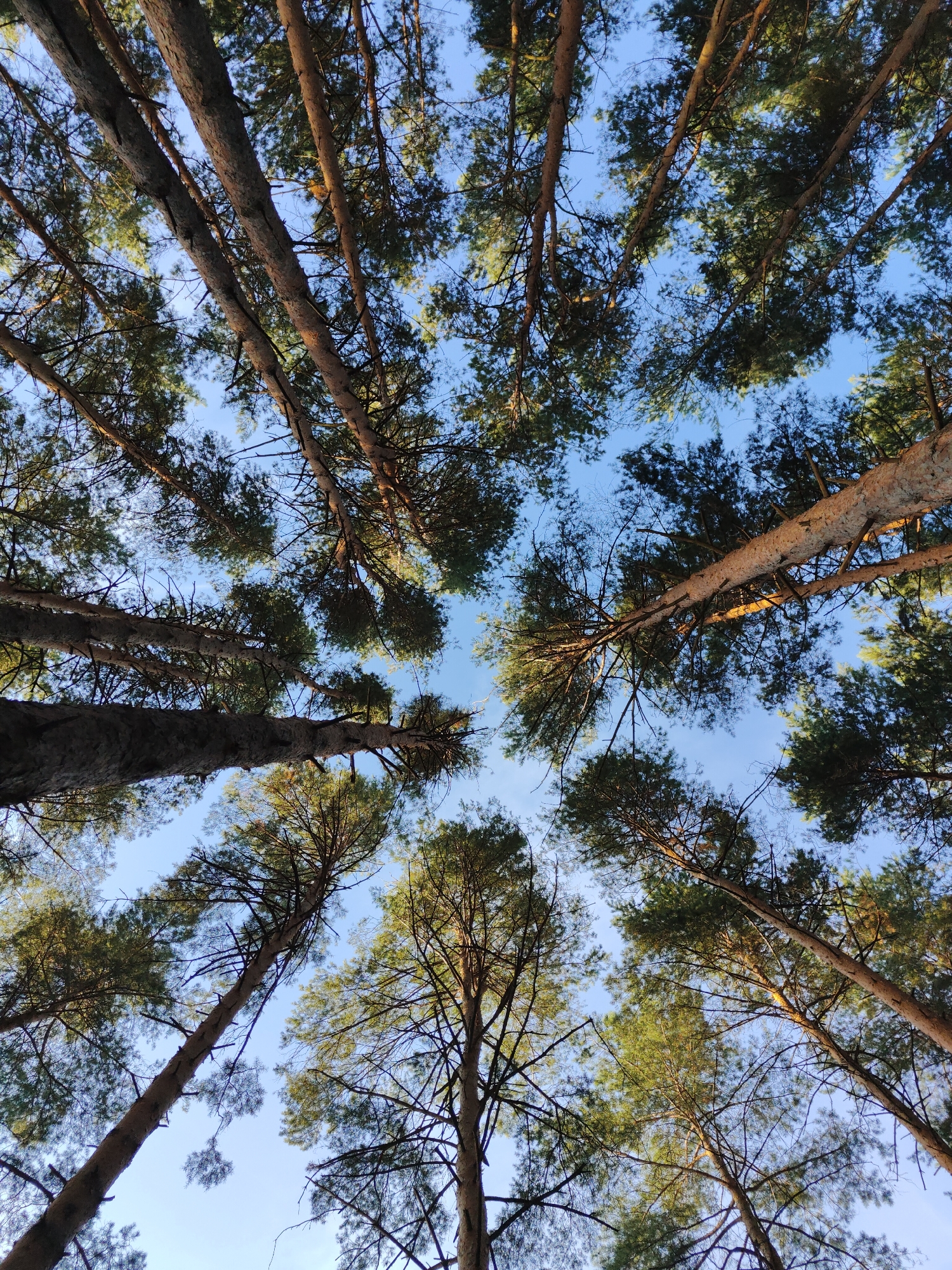 The image is a low-angle shot looking up at the canopy of a pine forest with a clear blue sky visible through the branches. The trees are tall and slender with rough bark and sparse green needles. The lighting suggests it is daytime, possibly late afternoon due to the warm glow on some of the tree trunks. The perspective creates a sense of looking up into a natural, open space. The scene is devoid of any human presence or artificial structures, suggesting a natural forested area. Given the geographical context, this scene could be found in a forest area on the outskirts of Chaikovsky, Russia, where pine forests are common.