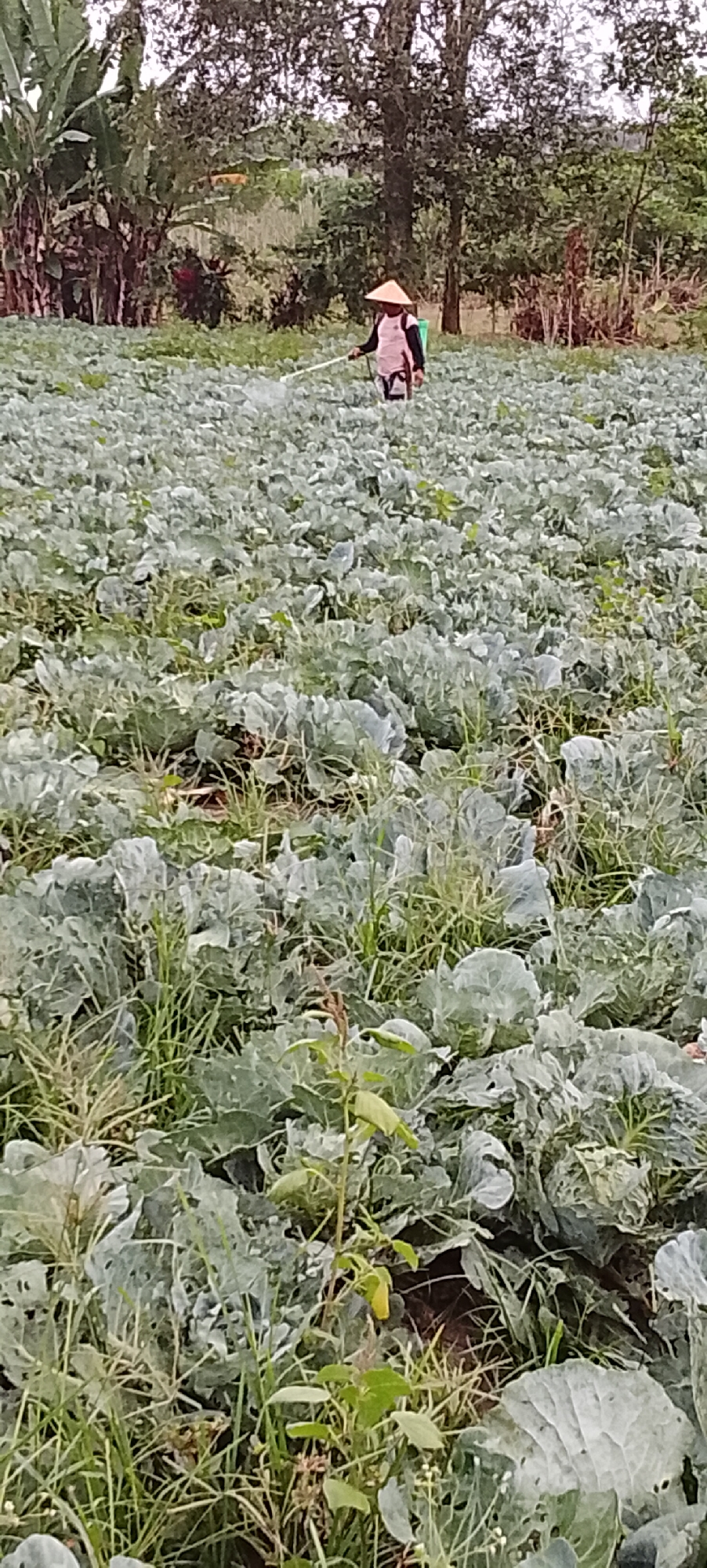 In Padang Dalom, Indonesia, a person wearing a conical hat and a light-colored shirt with dark trim is spraying a field of cabbage plants. The person is in the middle ground of the image, facing left, and holding a spray wand. The field is dense with cabbage plants, with some tall grass growing among them. The background consists of trees and foliage. The overall impression is of agricultural activity in a rural or semi-rural setting.