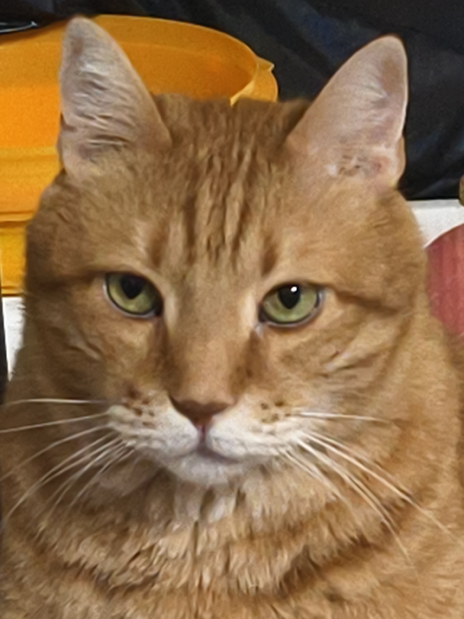A close-up portrait of an orange tabby cat with green eyes. The cat is facing forward and has a serious expression. The background is blurry and indistinct, with hints of yellow and black objects. The image does not depict Petah Tikva, Israel, or any specific location.