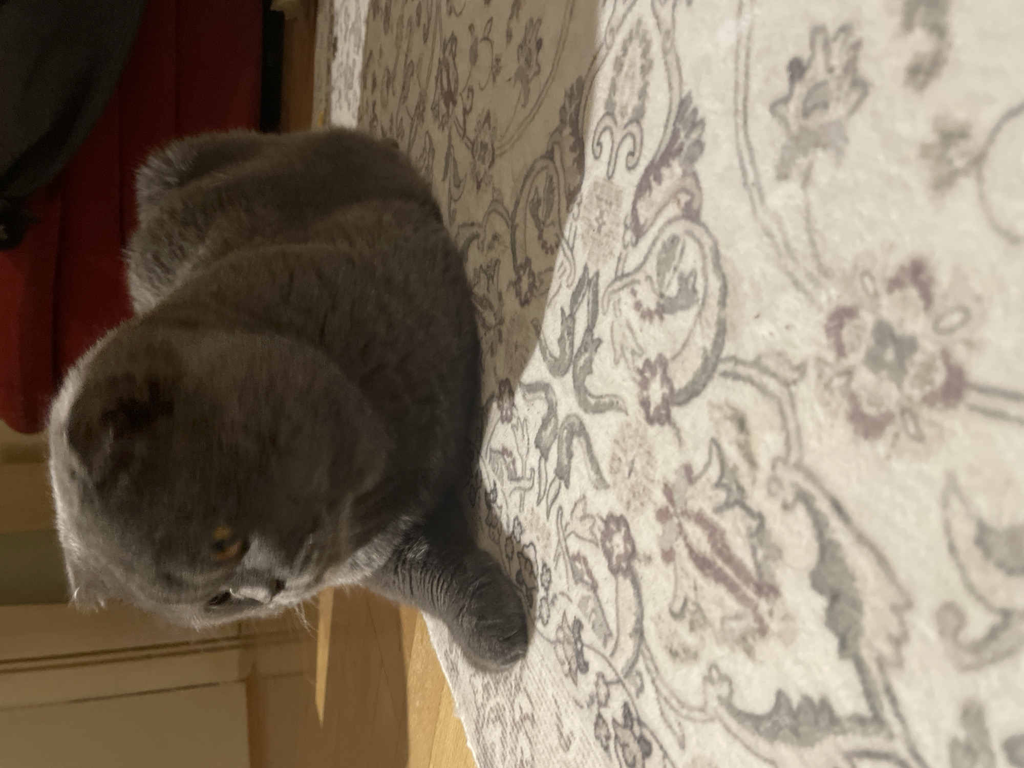 A medium shot depicts a gray cat sitting on a patterned rug. The cat is positioned on the left side of the frame, partially obscured by a piece of furniture on the upper left. The rug, featuring a light background with a pattern of swirls and floral designs in gray, burgundy, and beige, dominates the right side of the image. The cat's head is angled towards the lower left, with its paw extending onto the rug. The scene is dimly lit, suggesting an indoor environment. A wooden floor is visible in the lower left of the image.