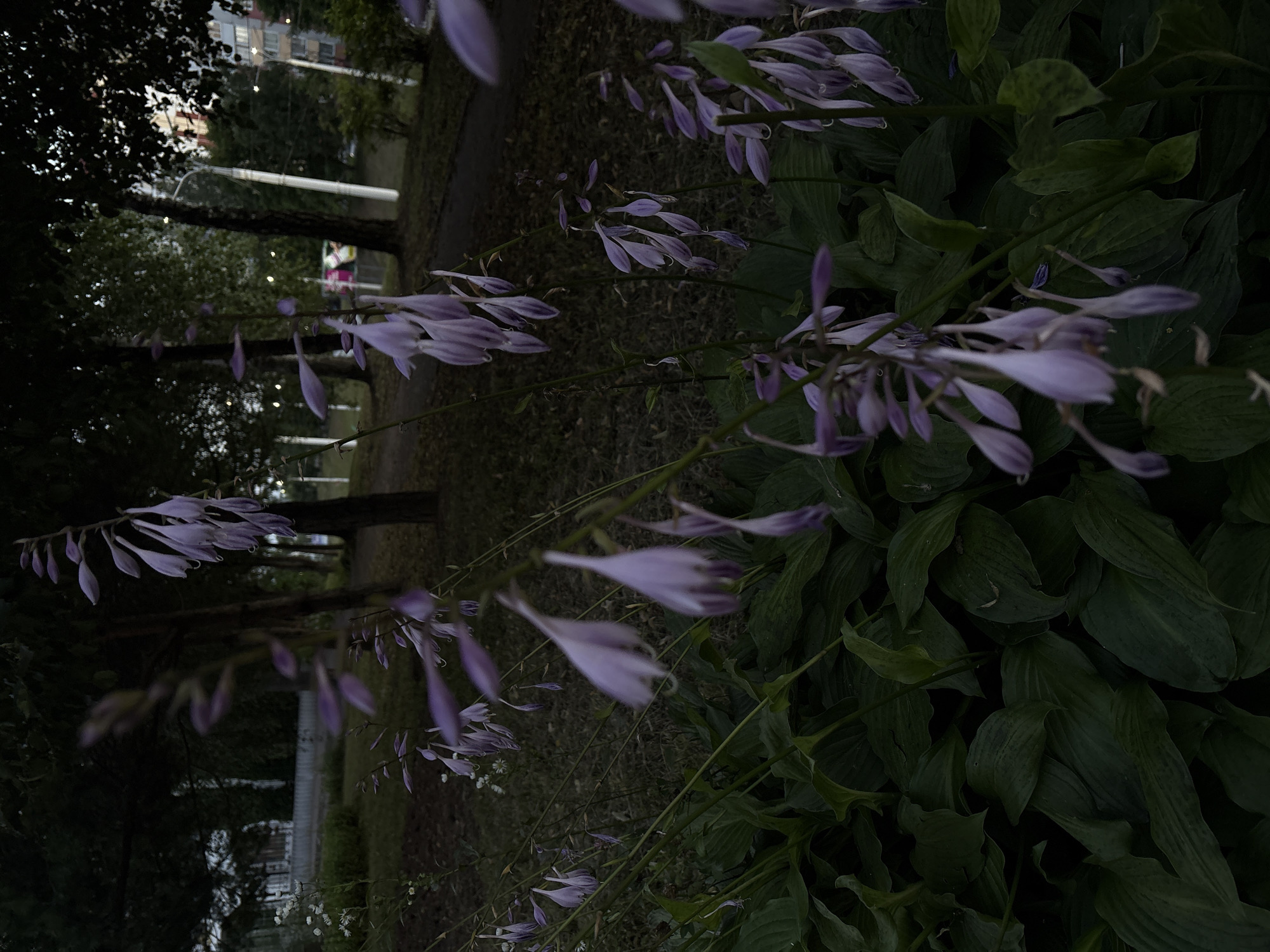 A low-angle, close-up shot focuses on a cluster of drooping, pale purple flowers with long, pointed petals, set against a dark background of lush green foliage. The flowers are blurred, suggesting they are in motion or the camera is focused on the foreground leaves. In the background, the scene depicts an outdoor, urban environment at dusk or on an overcast day. Tall, slender trees with dark bark line a paved path. Further in the background, the silhouettes of buildings and streetlights are visible, indicating a residential or public area. The overall atmosphere is dim and tranquil, with a slight bokeh effect softening the distant elements. The specific location within Vitsebsk, Belarus, cannot be determined from the image alone. No people or specific actions are depicted.